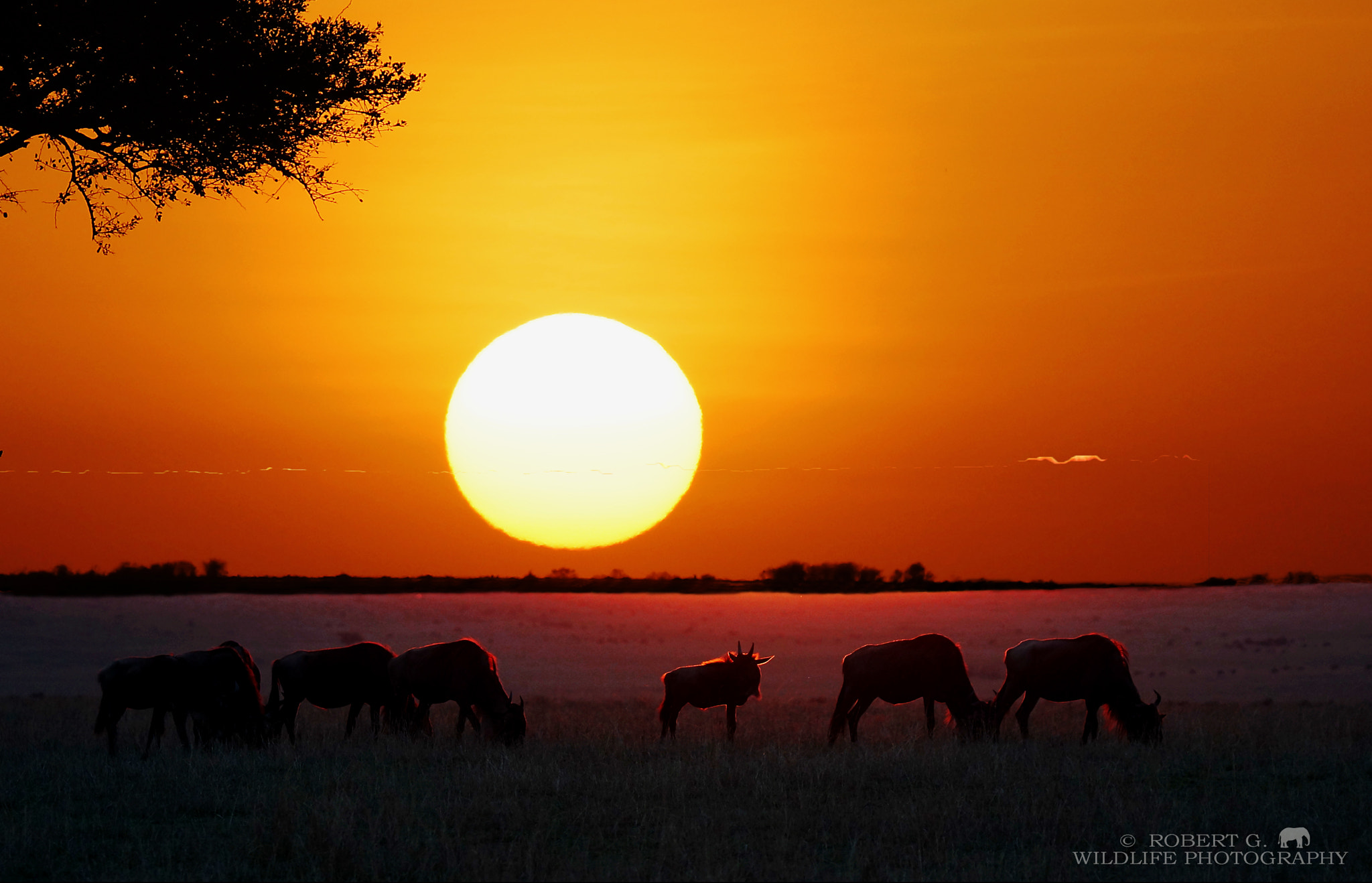 Sony SLT-A77 + Tamron SP 150-600mm F5-6.3 Di VC USD sample photo. Sunset in masai mara 2016 photography