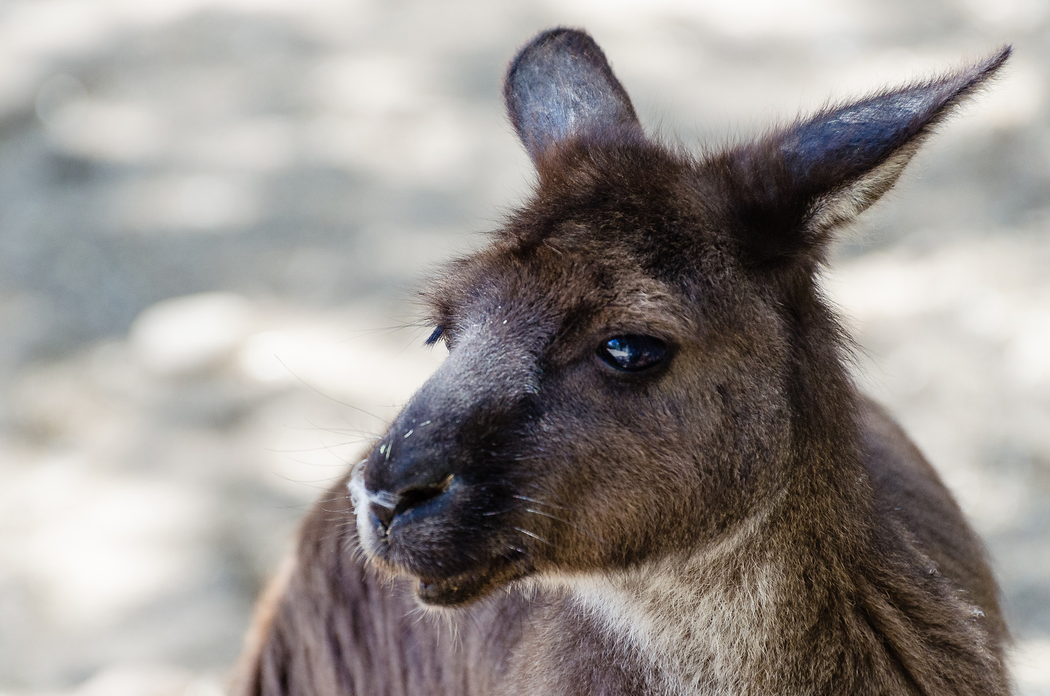 Nikon D5100 sample photo. Kangaroo - close up i photography
