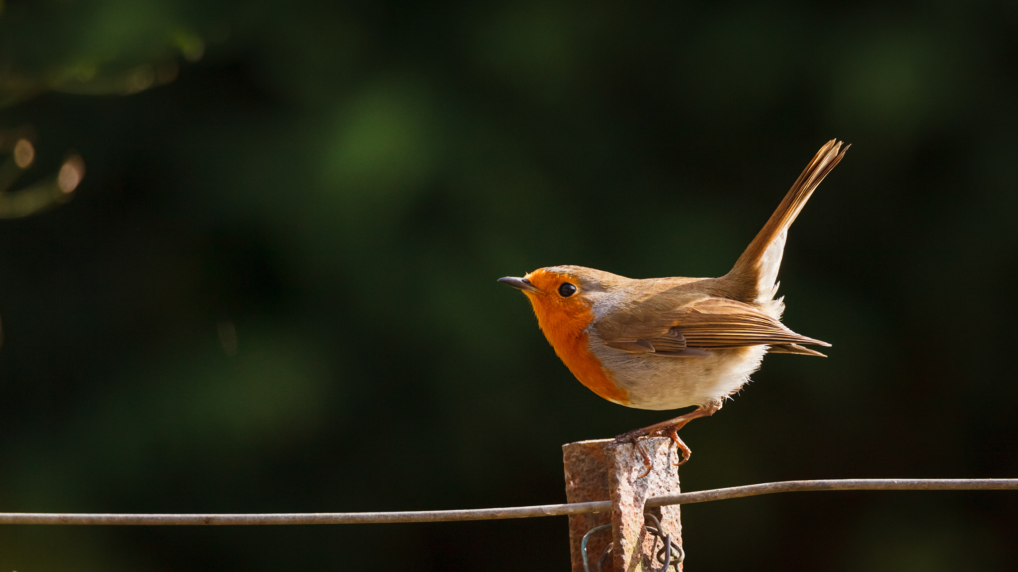Tamron SP 150-600mm F5-6.3 Di VC USD sample photo. Erithacus rubecula photography