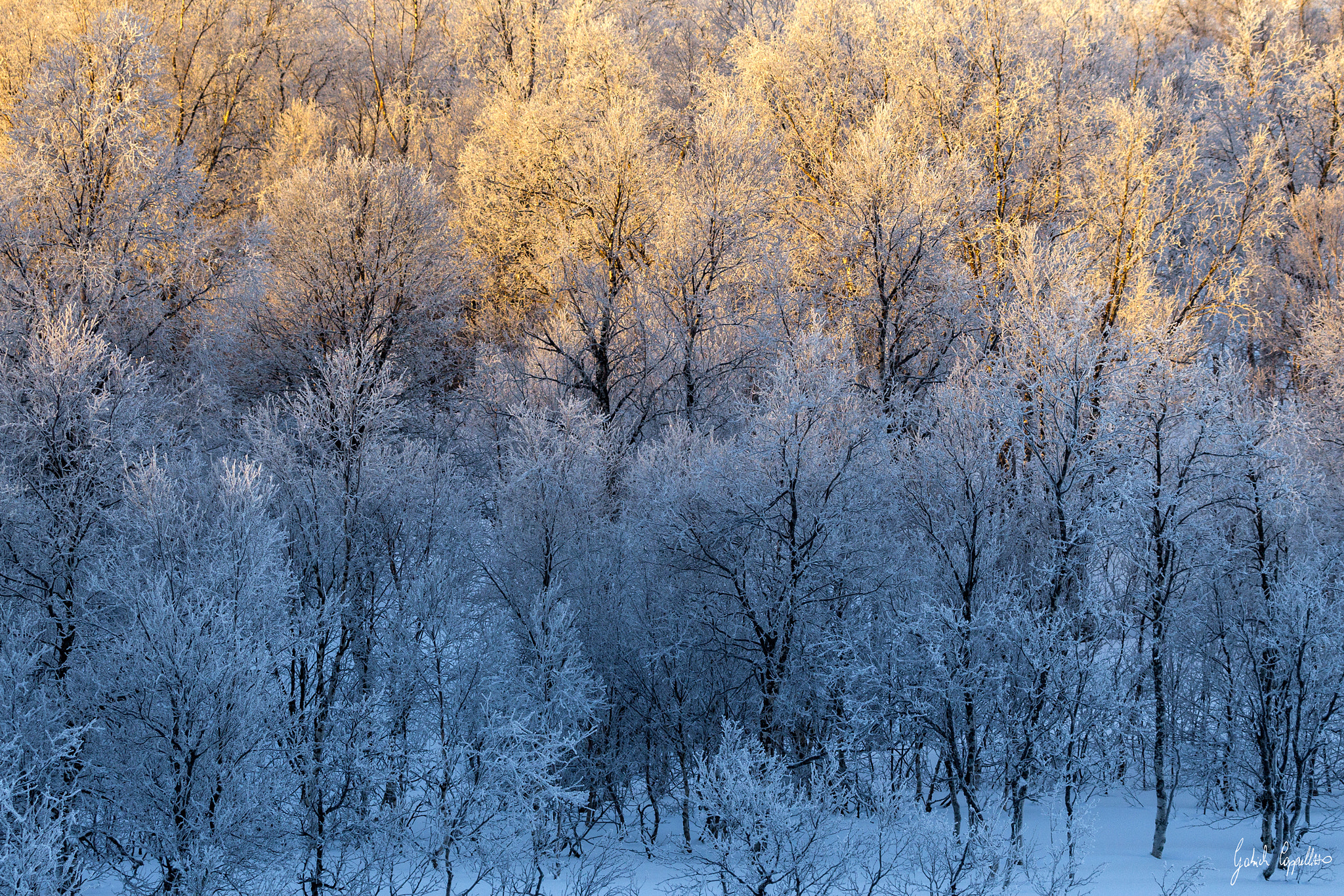Canon EOS-1D Mark IV sample photo. Winter texture photography
