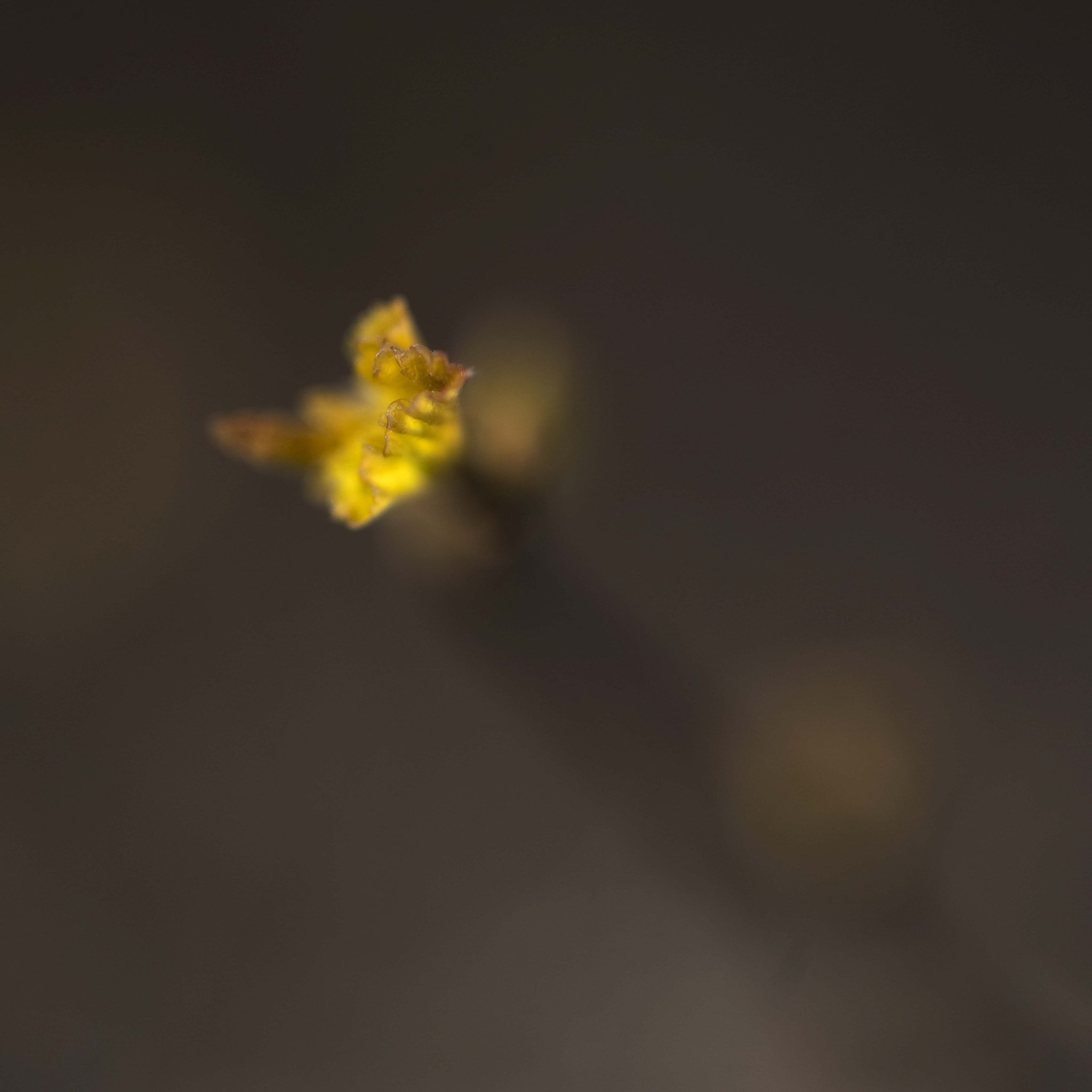 Nikon D3 sample photo. Geel photography
