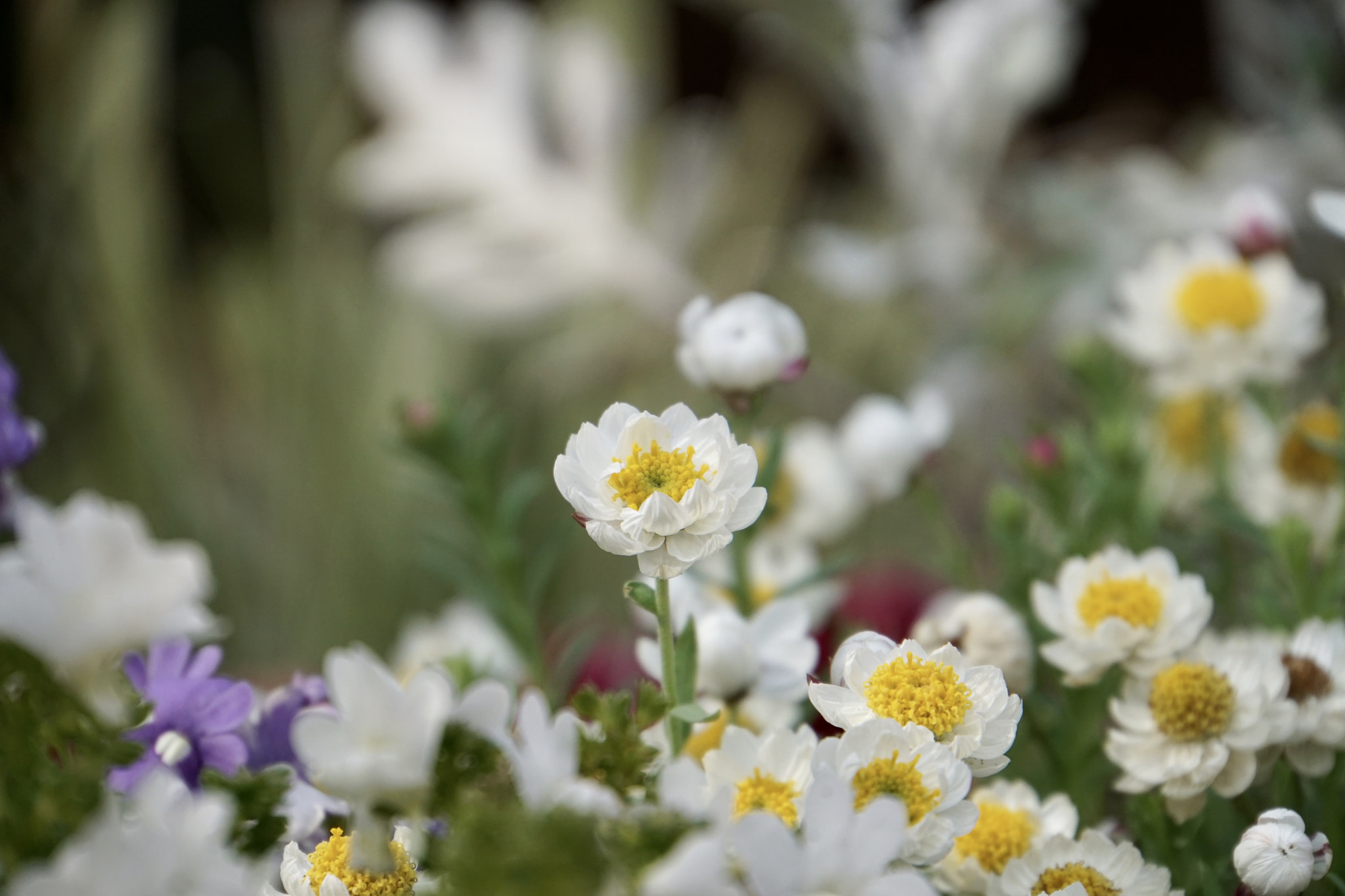 Sony a6000 + Sony E 18-200mm F3.5-6.3 sample photo. ☆*:.spring land 2.:*☆ photography