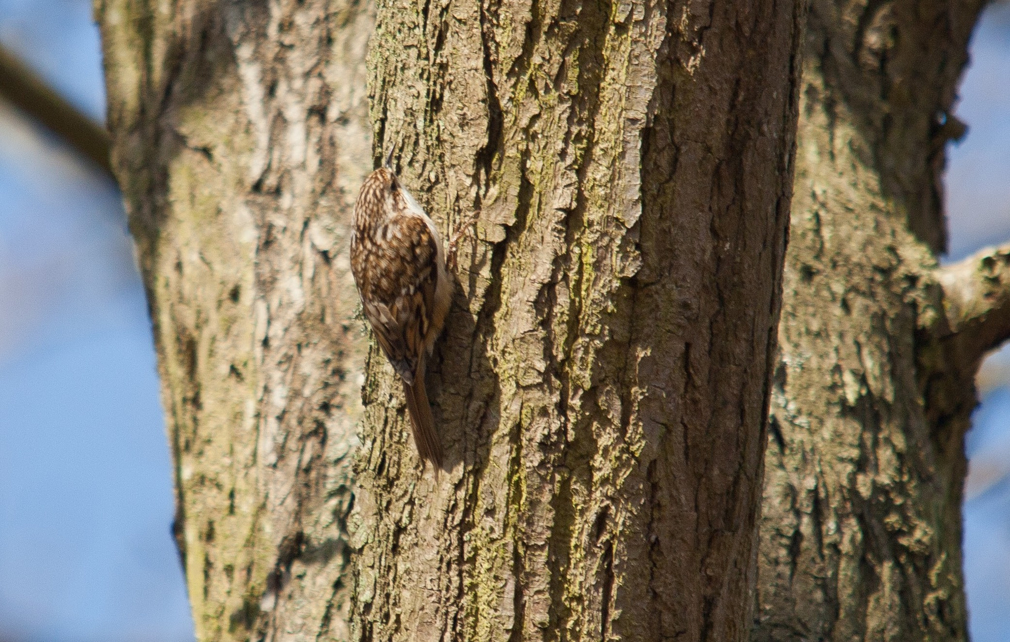 Canon EOS 5D Mark II + Sigma 150-500mm F5-6.3 DG OS HSM sample photo. First treecreeper i've seen this year, taken from quite a long distance away photography