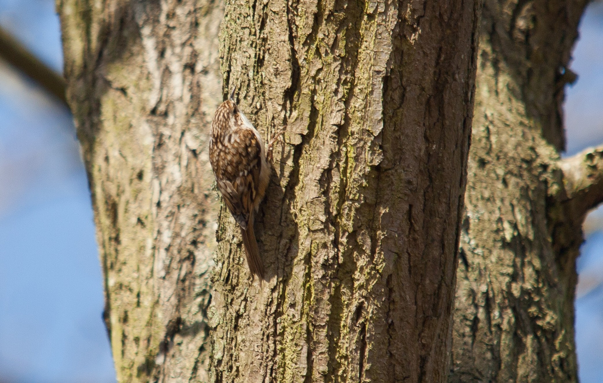 Sigma 150-500mm F5-6.3 DG OS HSM sample photo. First treecreeper i've seen this year, taken from quite a long distance away photography