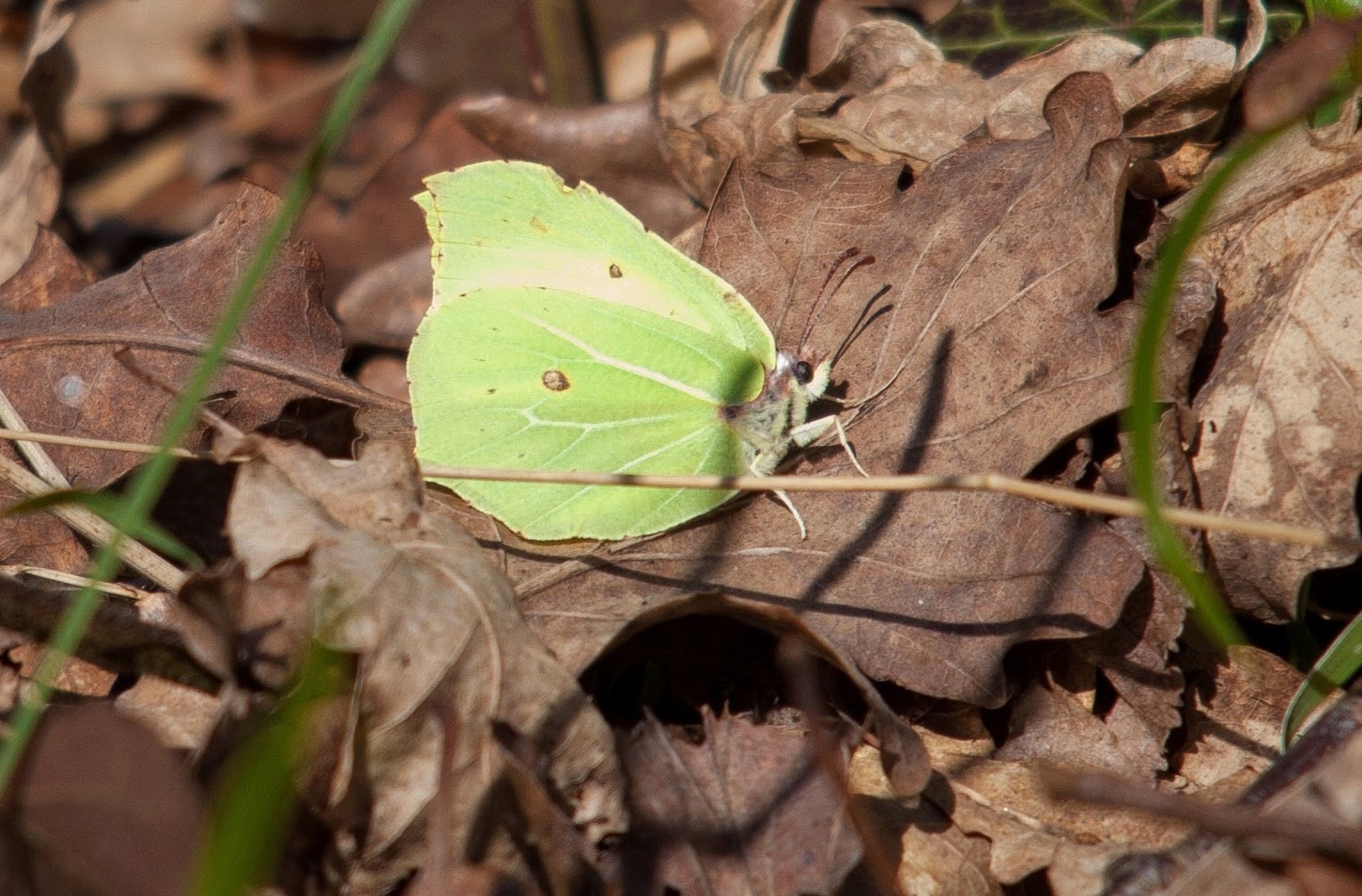 Canon EOS 5D Mark II + Sigma 150-500mm F5-6.3 DG OS HSM sample photo. Brimstone butterfly, not the best shot, was just a quick grab shot, then it was gone photography