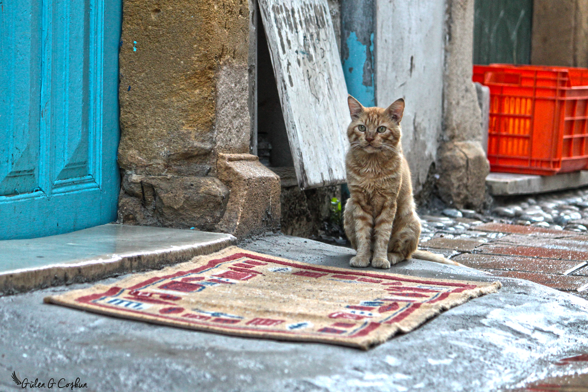 Canon EOS 500D (EOS Rebel T1i / EOS Kiss X3) sample photo. Cat with carpet photography