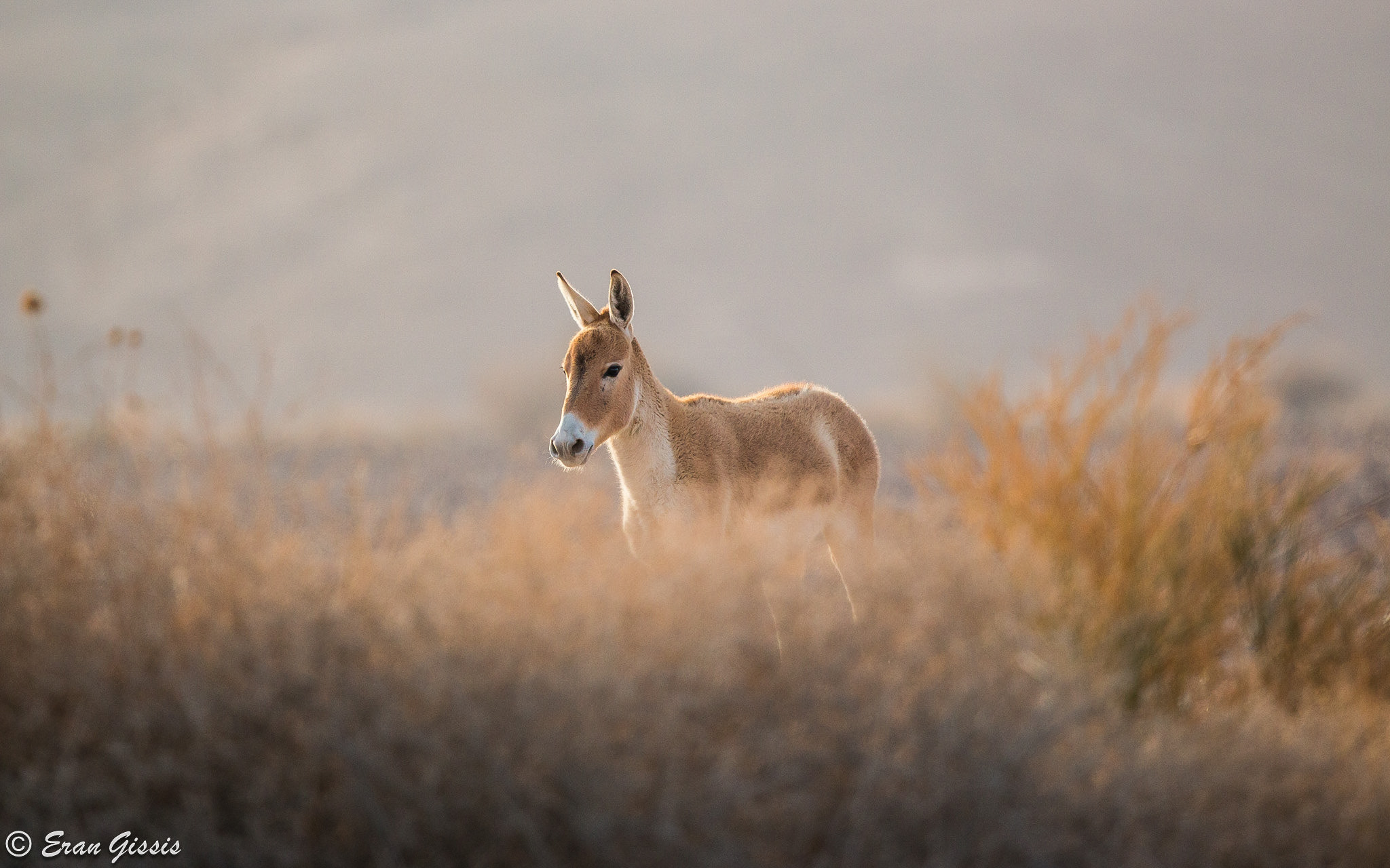 Canon EF 500mm F4L IS II USM sample photo. Wild ass photography