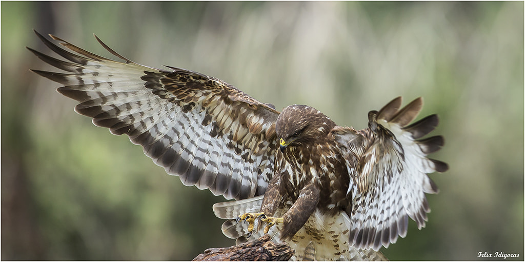 Canon EF 300mm F2.8L IS II USM sample photo. Aguilucho lagunero photography