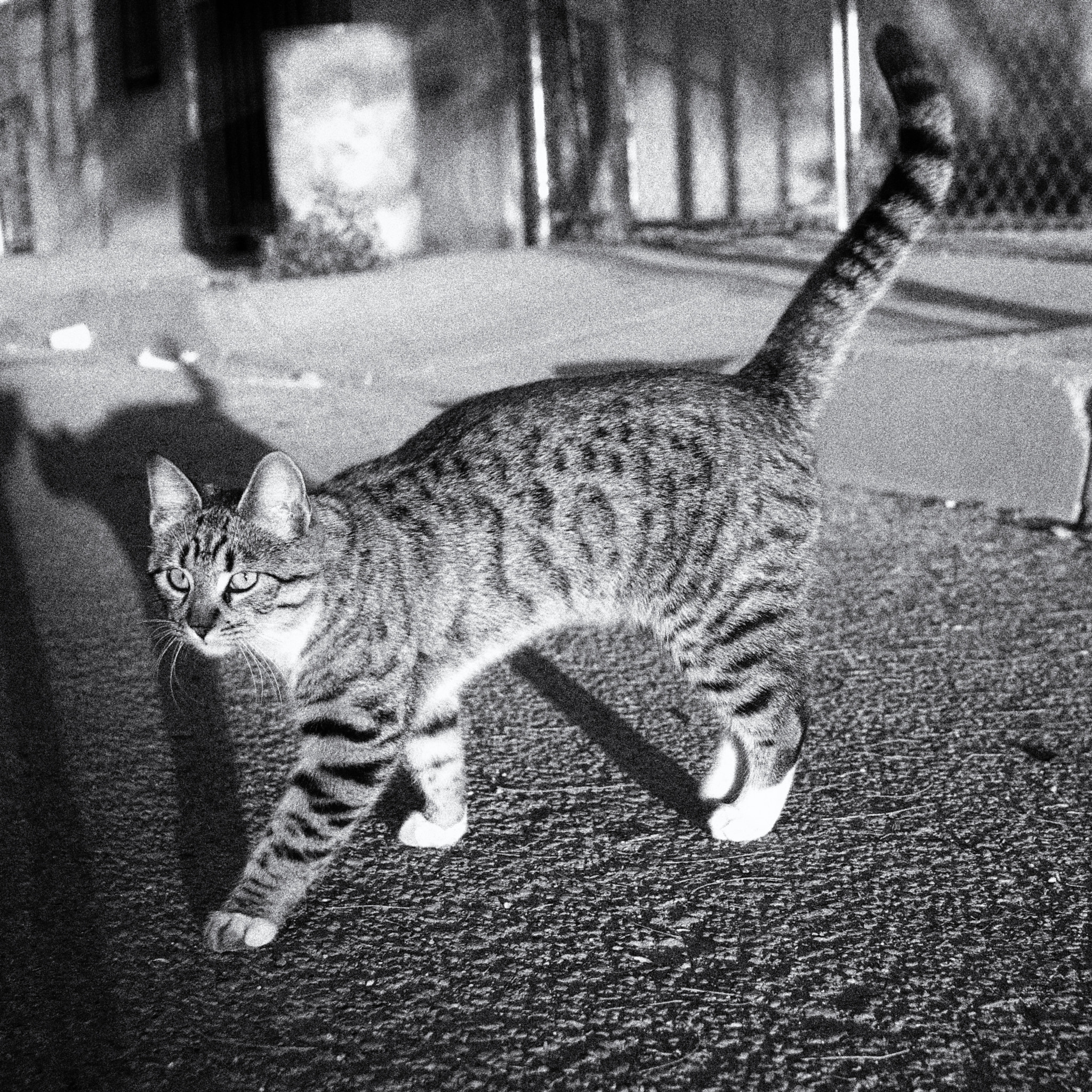 Sigma 30mm F1.4 EX DC HSM sample photo. Cat photography