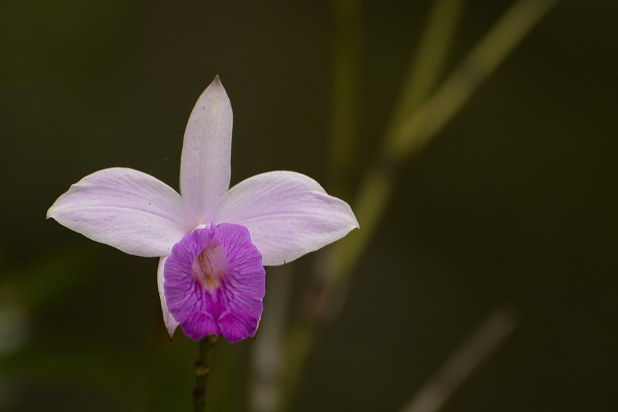 Nikon AF Micro-Nikkor 200mm F4D ED-IF sample photo. Simples de se encantar. photography