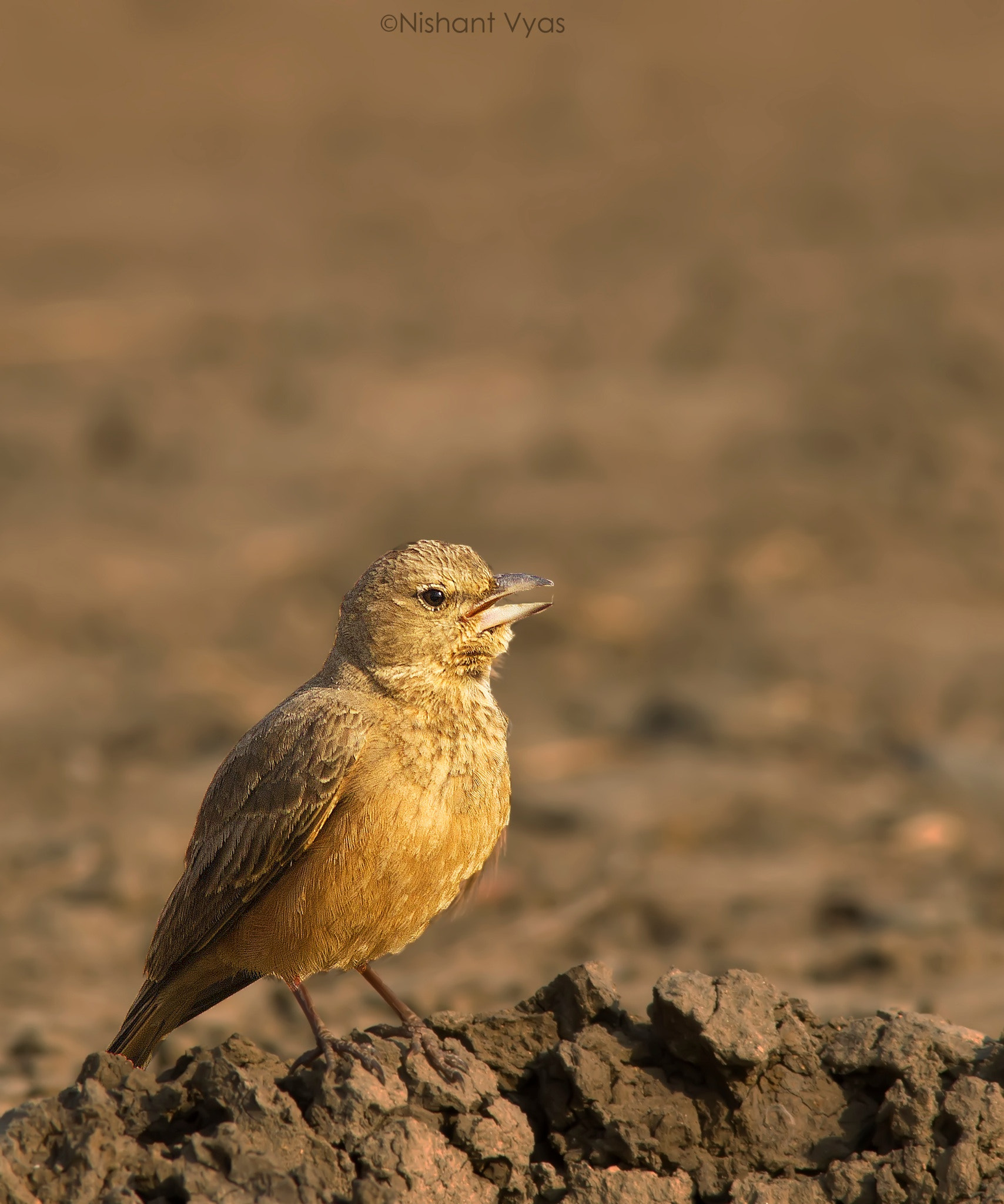 Sigma 150-500mm F5-6.3 DG OS HSM sample photo