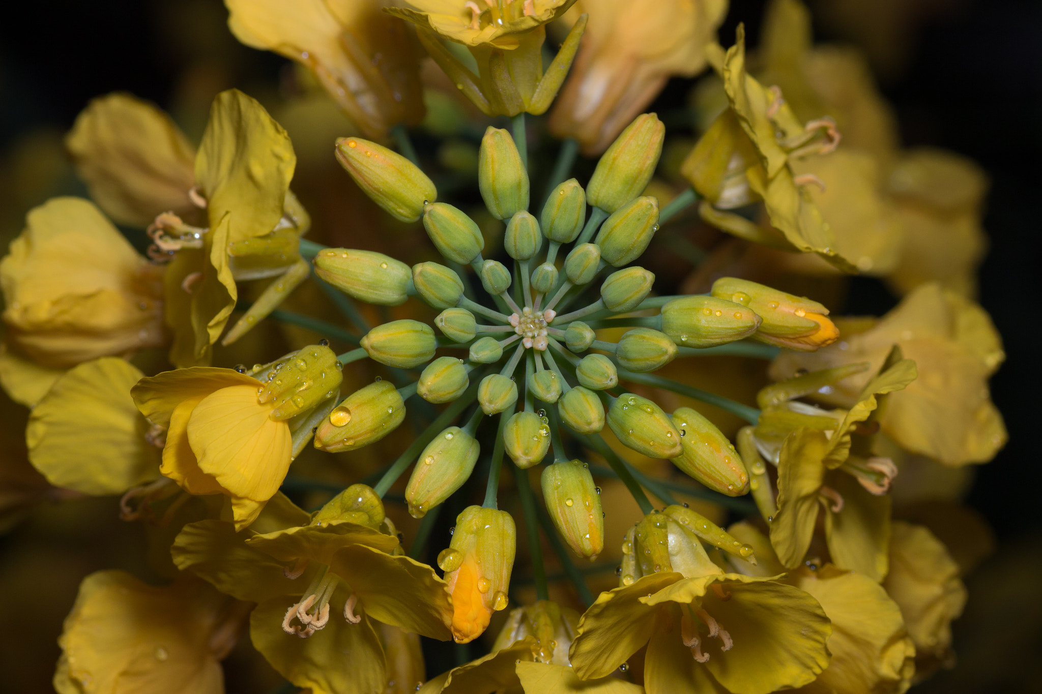 Tamron SP AF 90mm F2.8 Di Macro sample photo. Cole flower photography