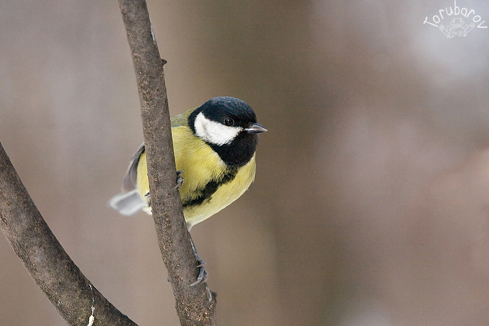 Canon EOS 5D + Canon EF 80-200mm f/2.8L sample photo. Great tit photography