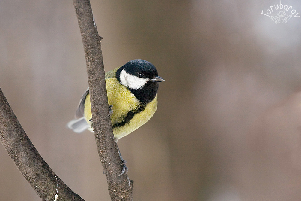 Canon EOS 5D sample photo. Great tit photography