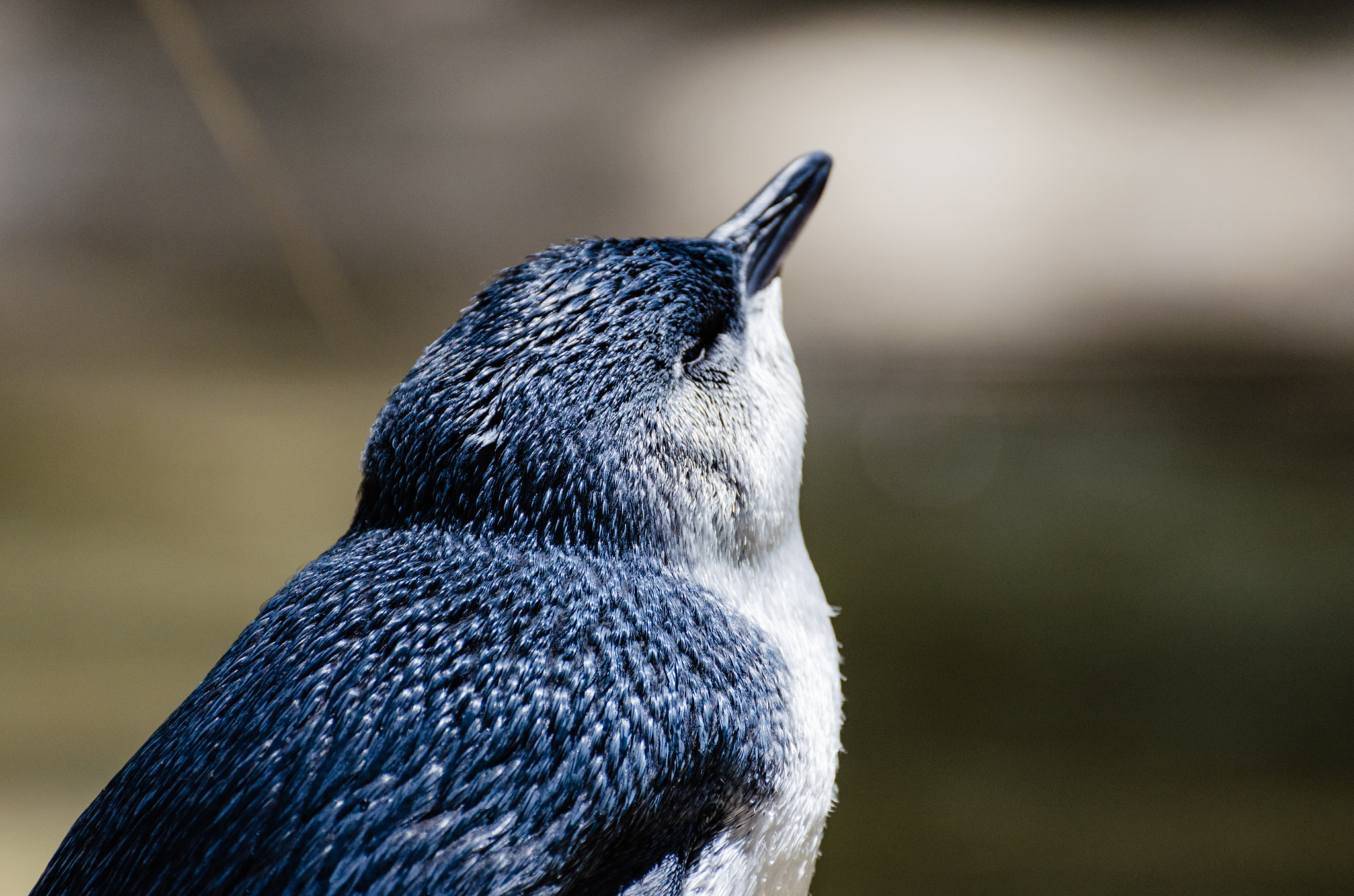 Nikon D5100 sample photo. Little pinguin - close up i photography
