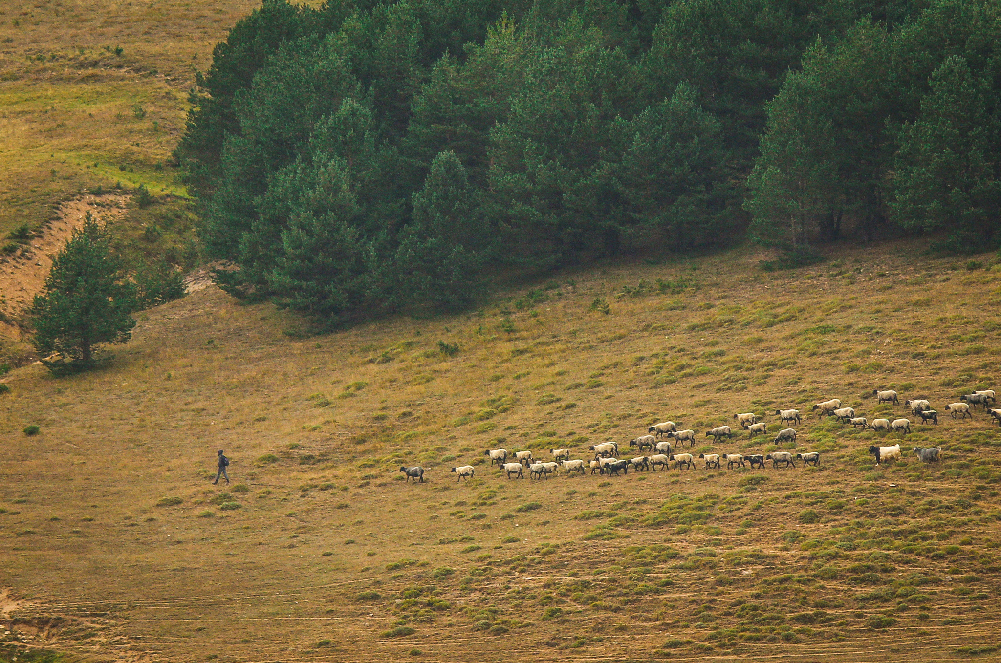 Canon EF 70-300mm F4-5.6 IS USM sample photo. çoban ... photography