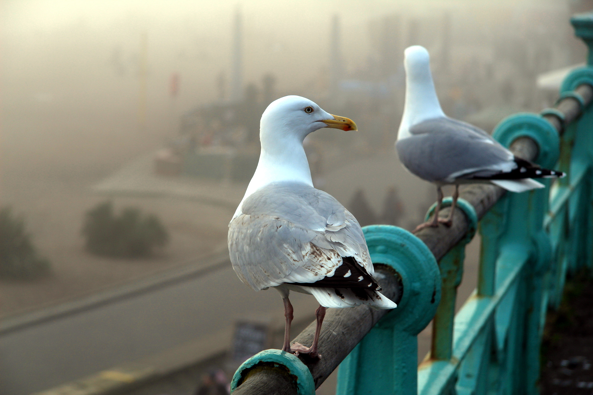 Canon EF-S 17-85mm F4-5.6 IS USM sample photo. Seagulls in the mist photography