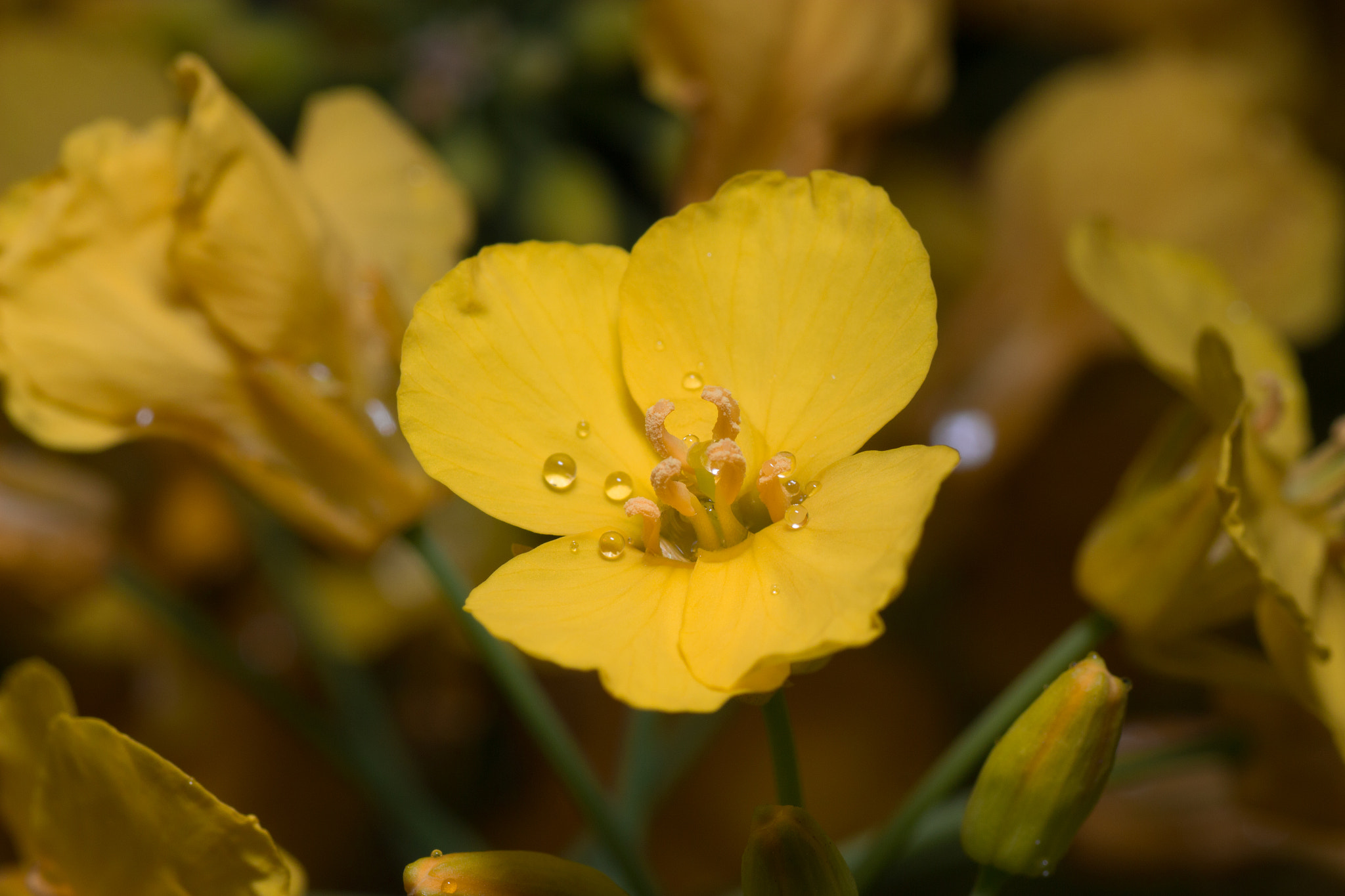 Canon EOS 700D (EOS Rebel T5i / EOS Kiss X7i) + Tamron SP AF 90mm F2.8 Di Macro sample photo. Cole flower photography