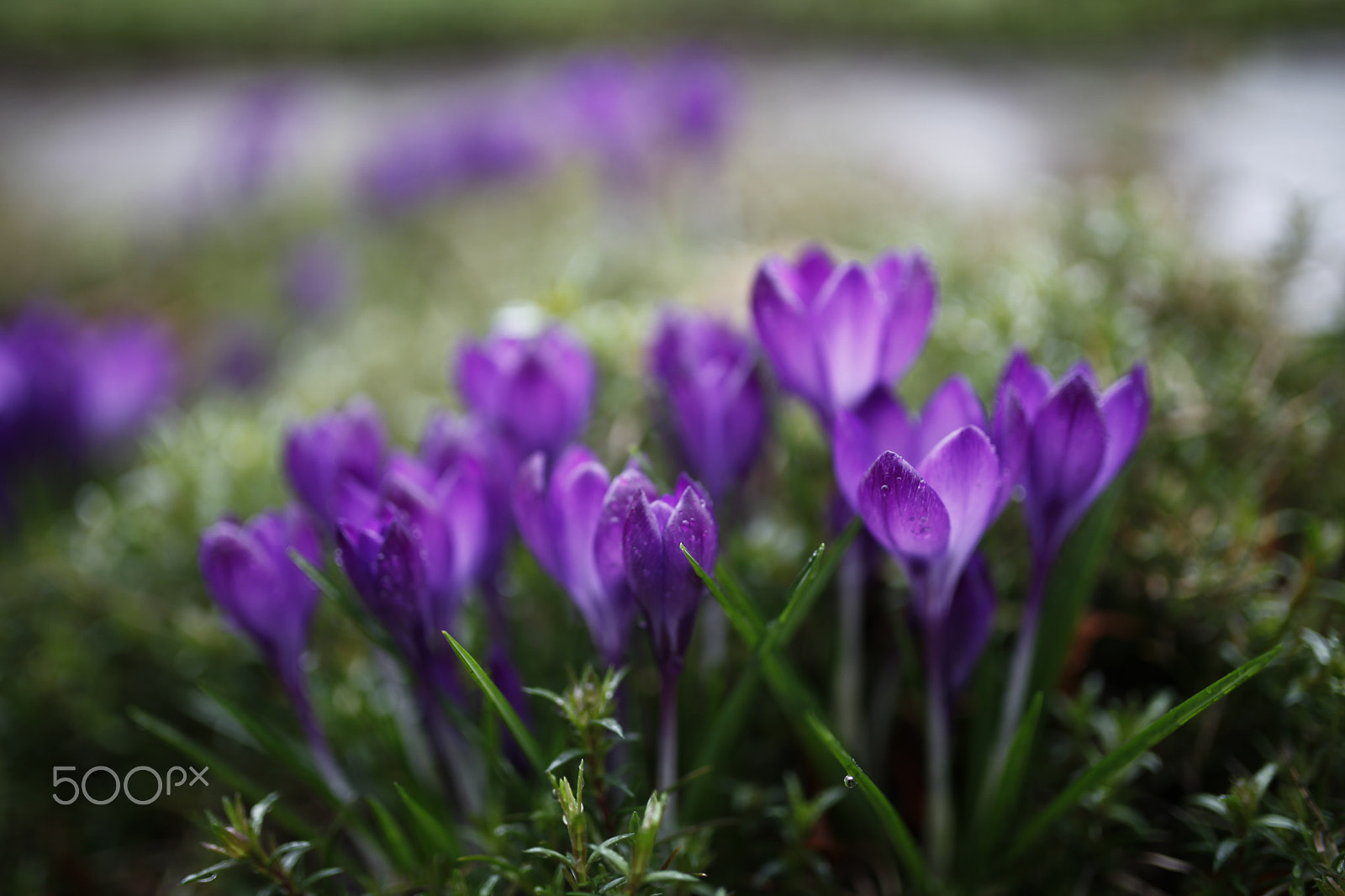 Sigma 35mm F1.4 DG HSM Art sample photo. More fresh photography