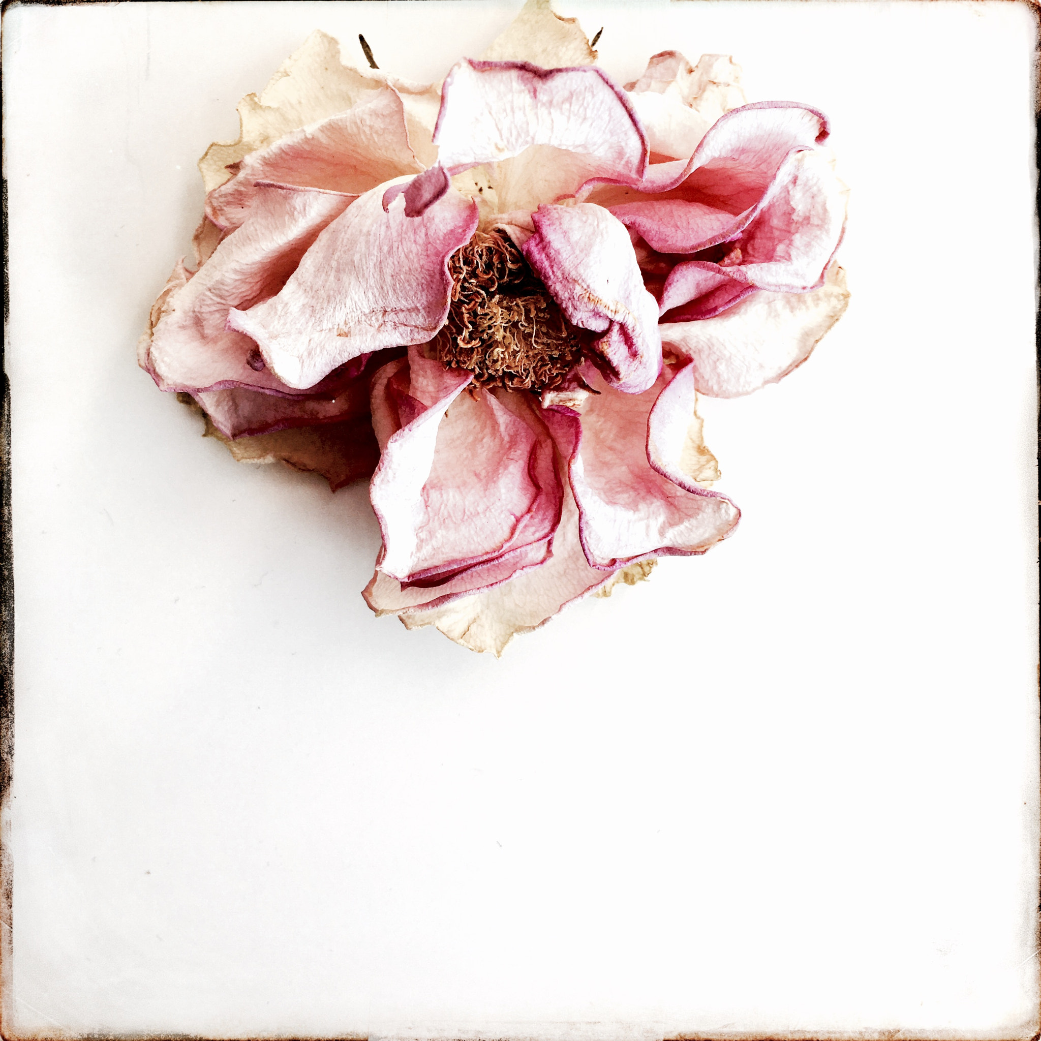 Hipstamatic 331 sample photo. Rose photography