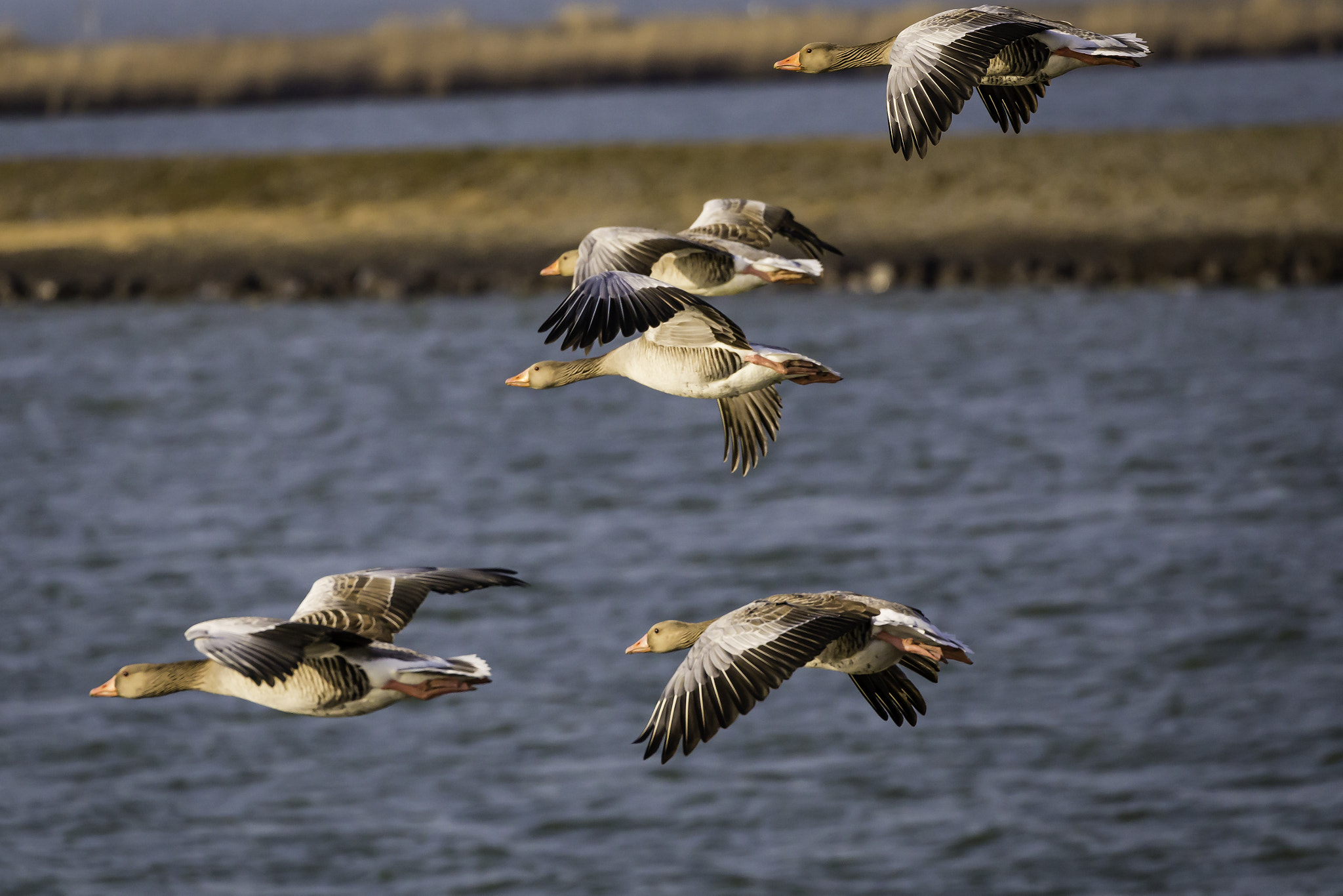 Canon EOS 6D sample photo. Goose flying photography