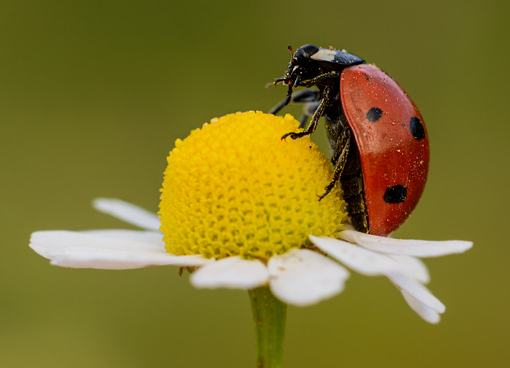 Nikon D7100 + Nikon AF Micro-Nikkor 60mm F2.8D sample photo. Uğur böceği photography