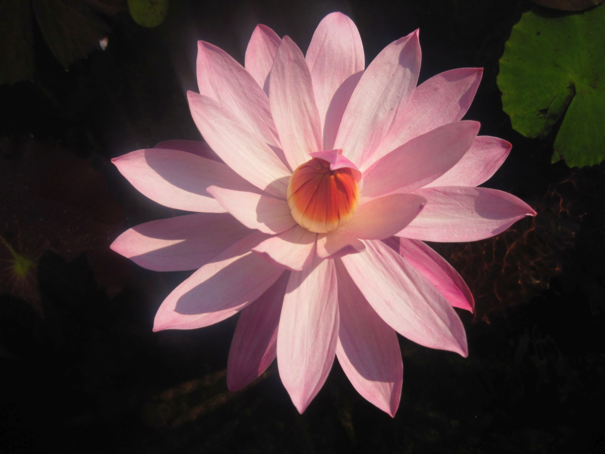 Canon PowerShot A1100 IS sample photo. Eilat &lotuses a photography
