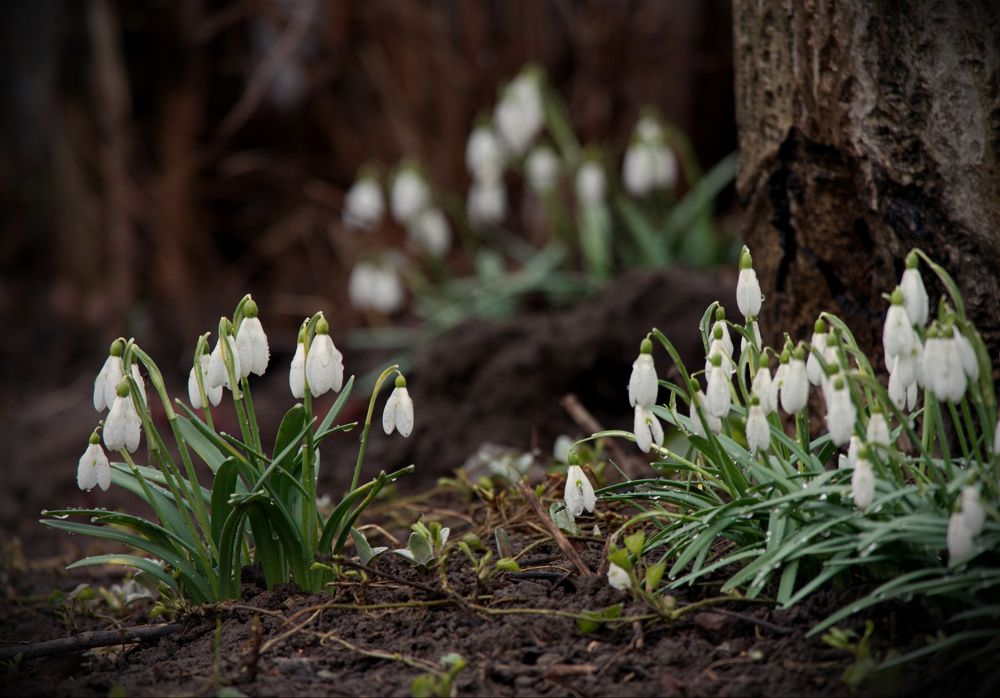 Samsung NX20 sample photo. Snowdrops photography