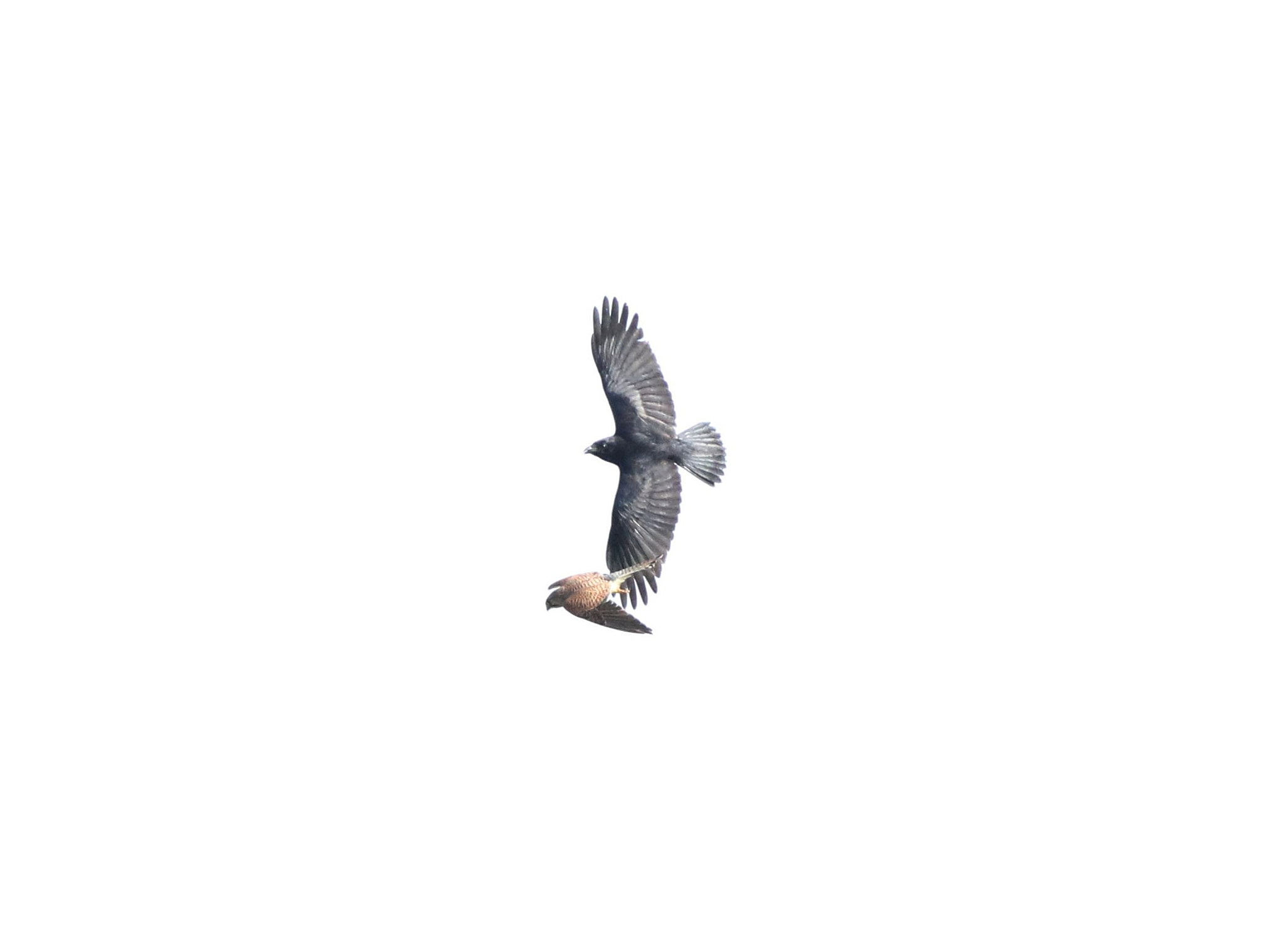 Canon EF 500mm F4L IS II USM sample photo. Ja photography