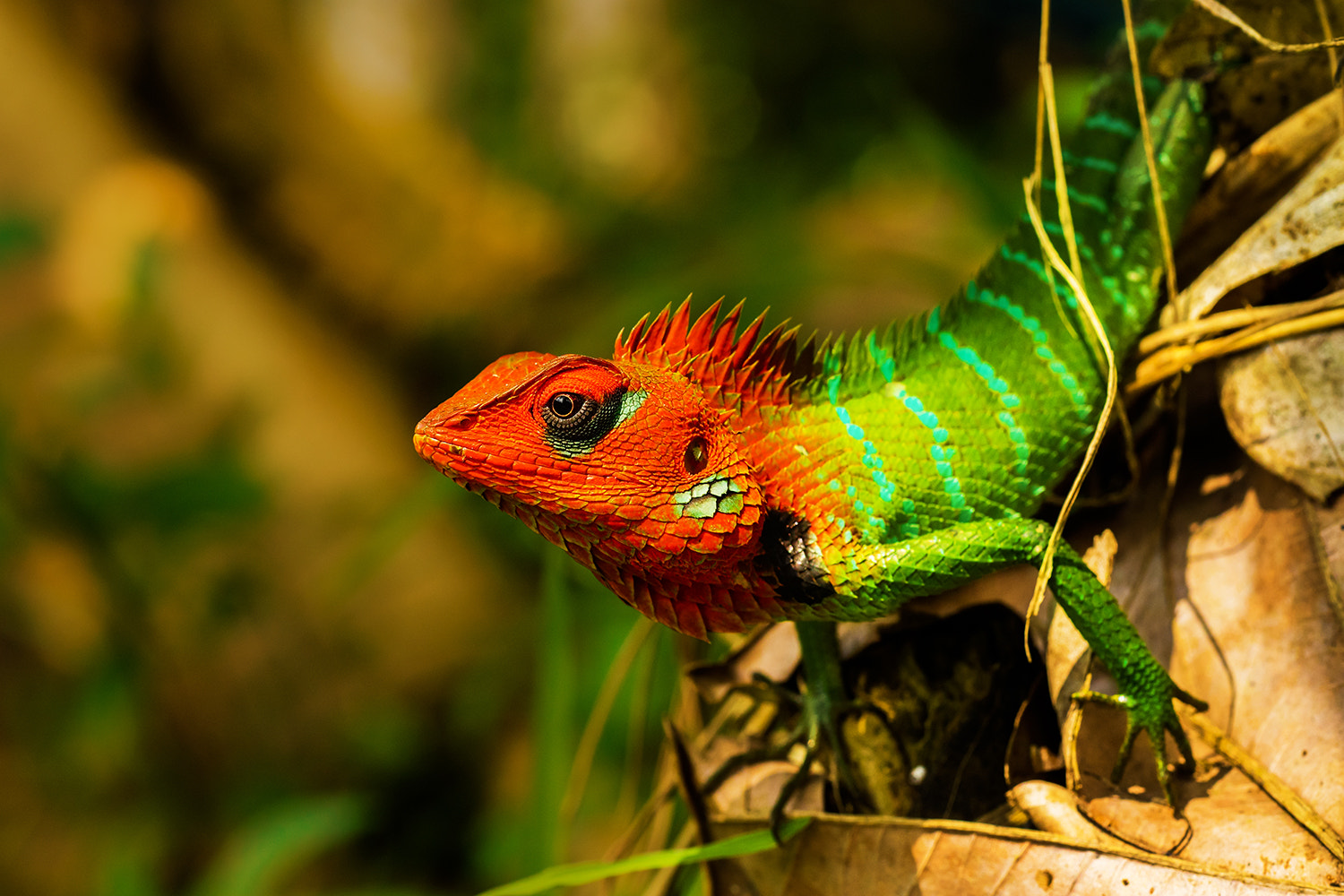 Sony a99 II sample photo. Common green forest lizard photography