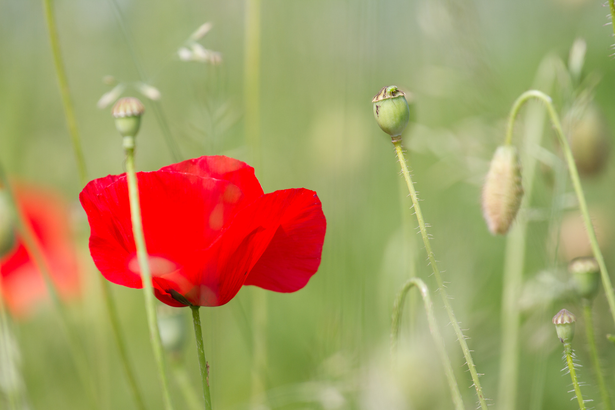 Canon EOS 7D + Canon EF 70-200mm F4L USM sample photo. Poppy in the field photography