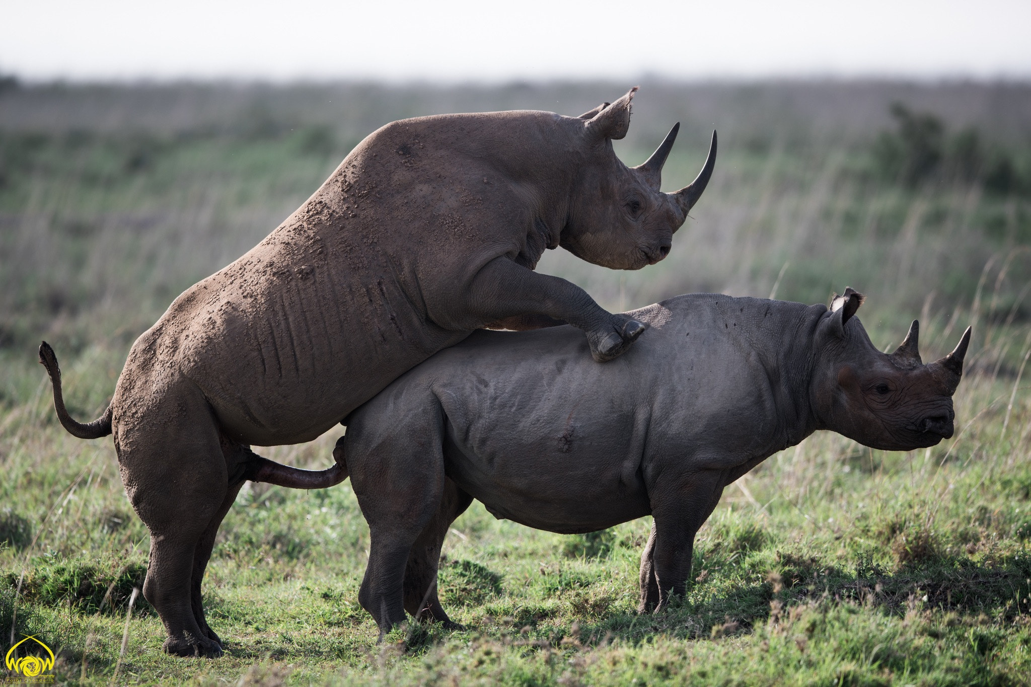 Canon EF 400mm F2.8L IS II USM sample photo. #rhinofriday photography