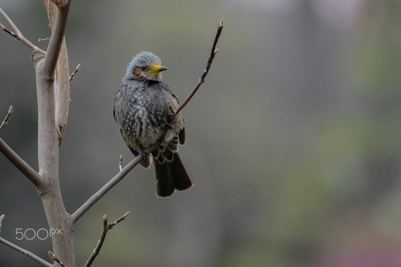 XF100-400mmF4.5-5.6 R LM OIS WR + 1.4x sample photo. After a meal photography