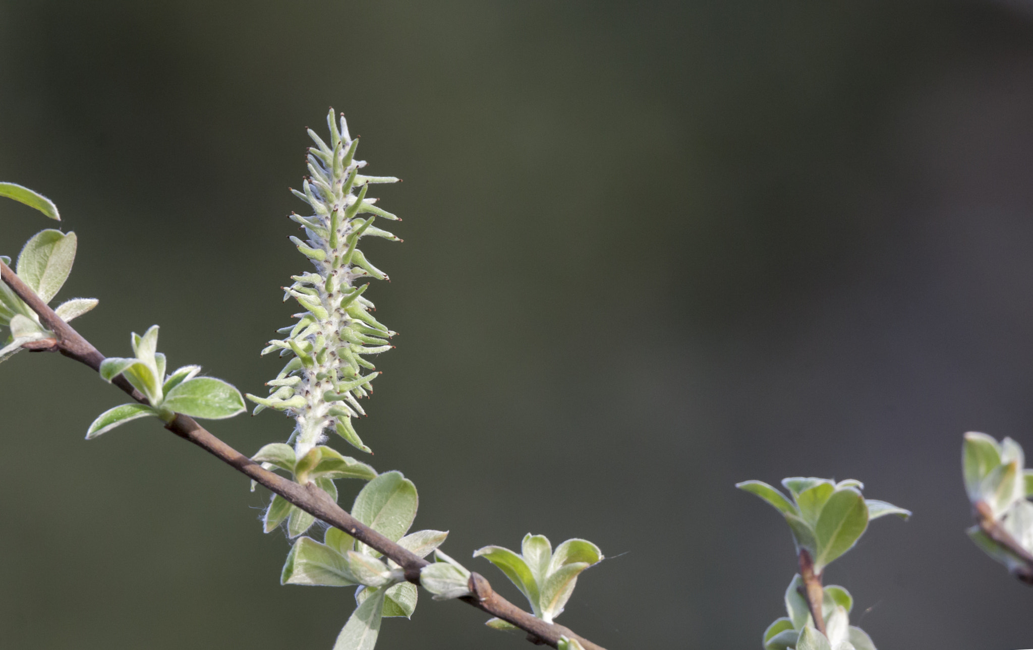 Tamron SP 150-600mm F5-6.3 Di VC USD sample photo. Salgueiro bravo photography