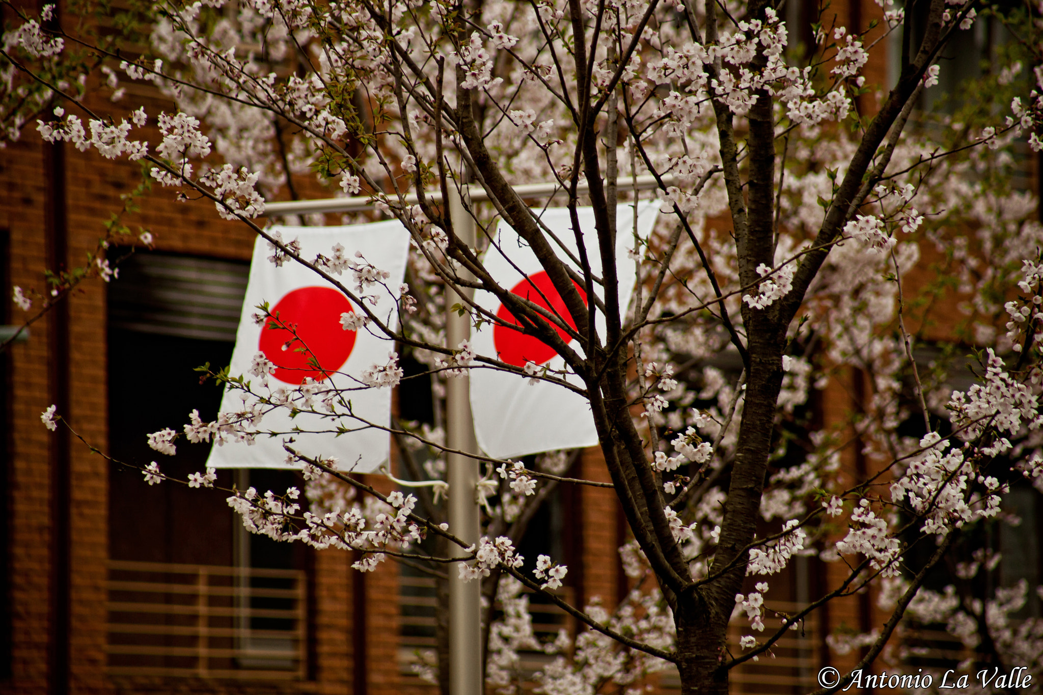 EF75-300mm f/4-5.6 sample photo. Kamakura photography