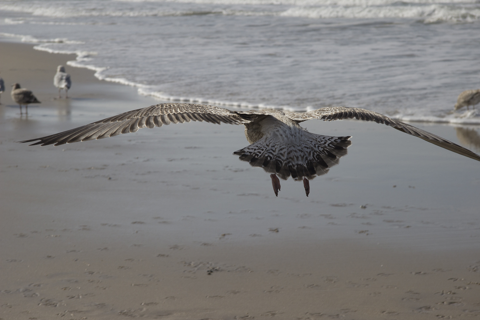 Canon EF-S 17-85mm F4-5.6 IS USM sample photo. Flight photography
