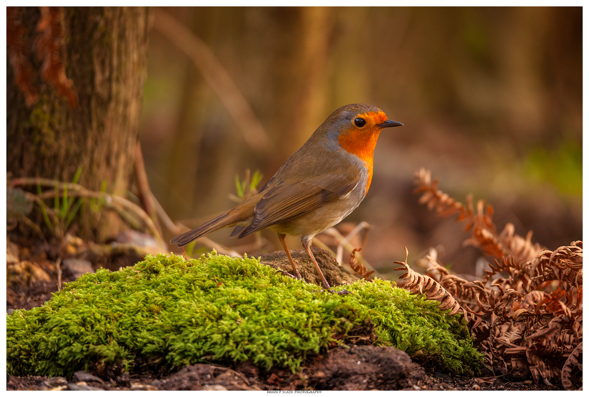Canon EOS 5D Mark II + Sigma 150-600mm F5-6.3 DG OS HSM | C sample photo. The robin in portrait photography