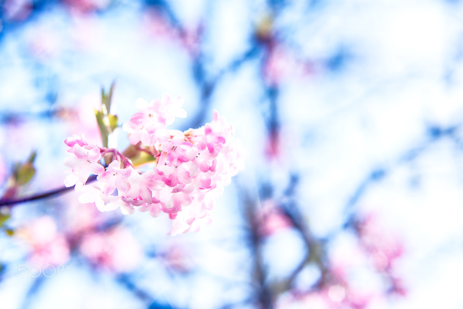 Nikon D800 + Nikon AF Nikkor 50mm F1.8D sample photo. Blossoming of the trees photography