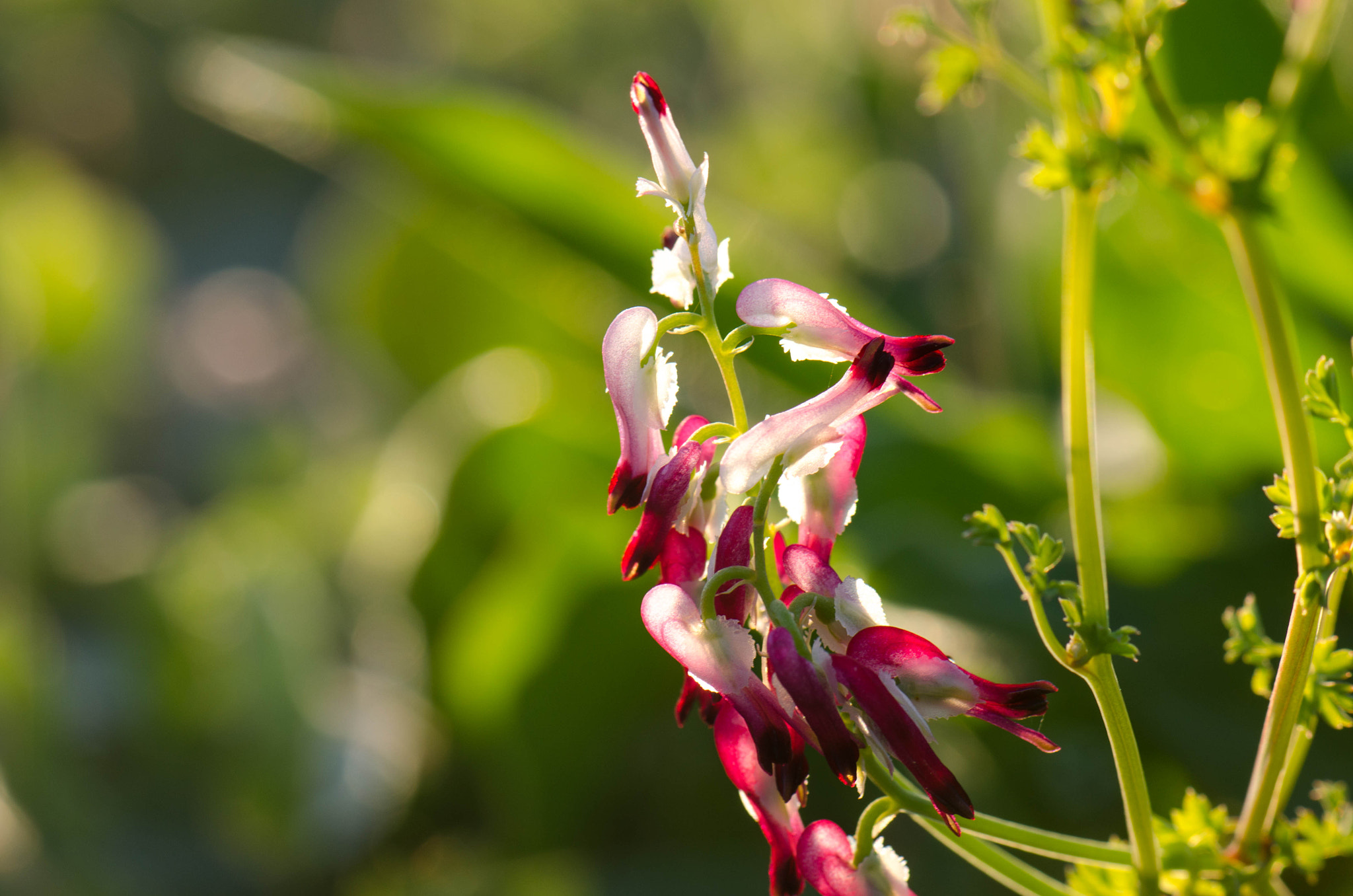 Nikon AF-S Micro-Nikkor 105mm F2.8G IF-ED VR sample photo. Wild tinkerbell photography