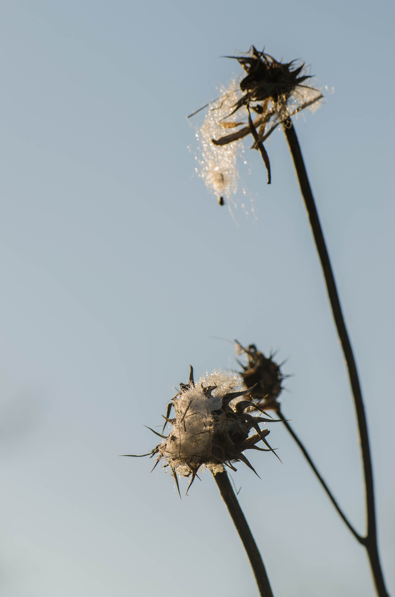 Nikon AF-S Micro-Nikkor 105mm F2.8G IF-ED VR sample photo. Thistle photography