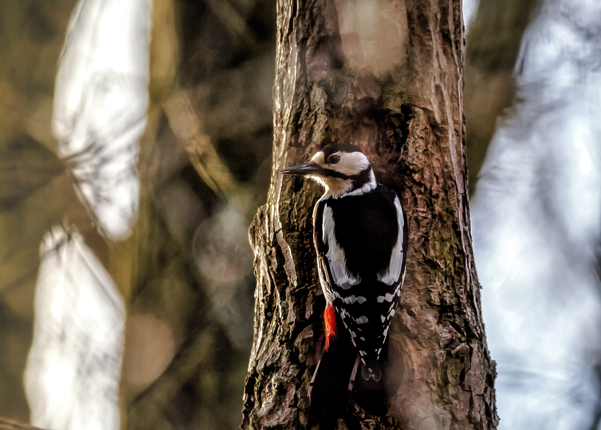 150-600mm F5-6.3 DG OS HSM | Contemporary 015 sample photo. Dendrocopos major photography