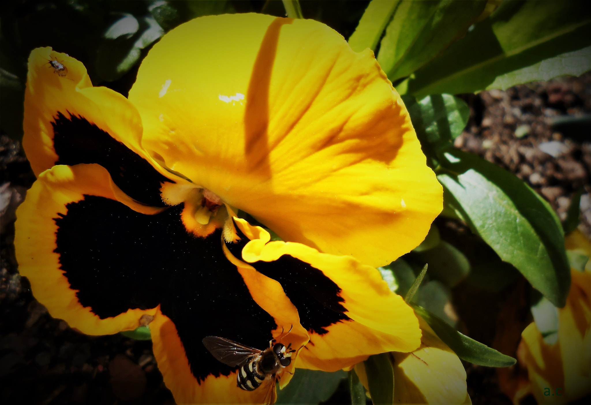Nikon COOLPIX S2700 sample photo. Copie photography