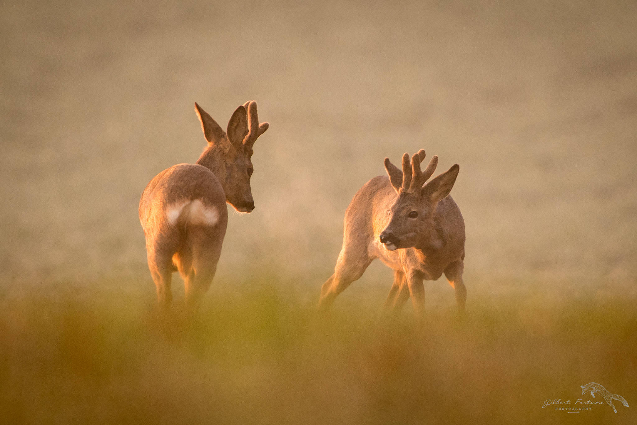 Nikon AF-S Nikkor 300mm F2.8G ED VR II sample photo. Le combat des chefs photography