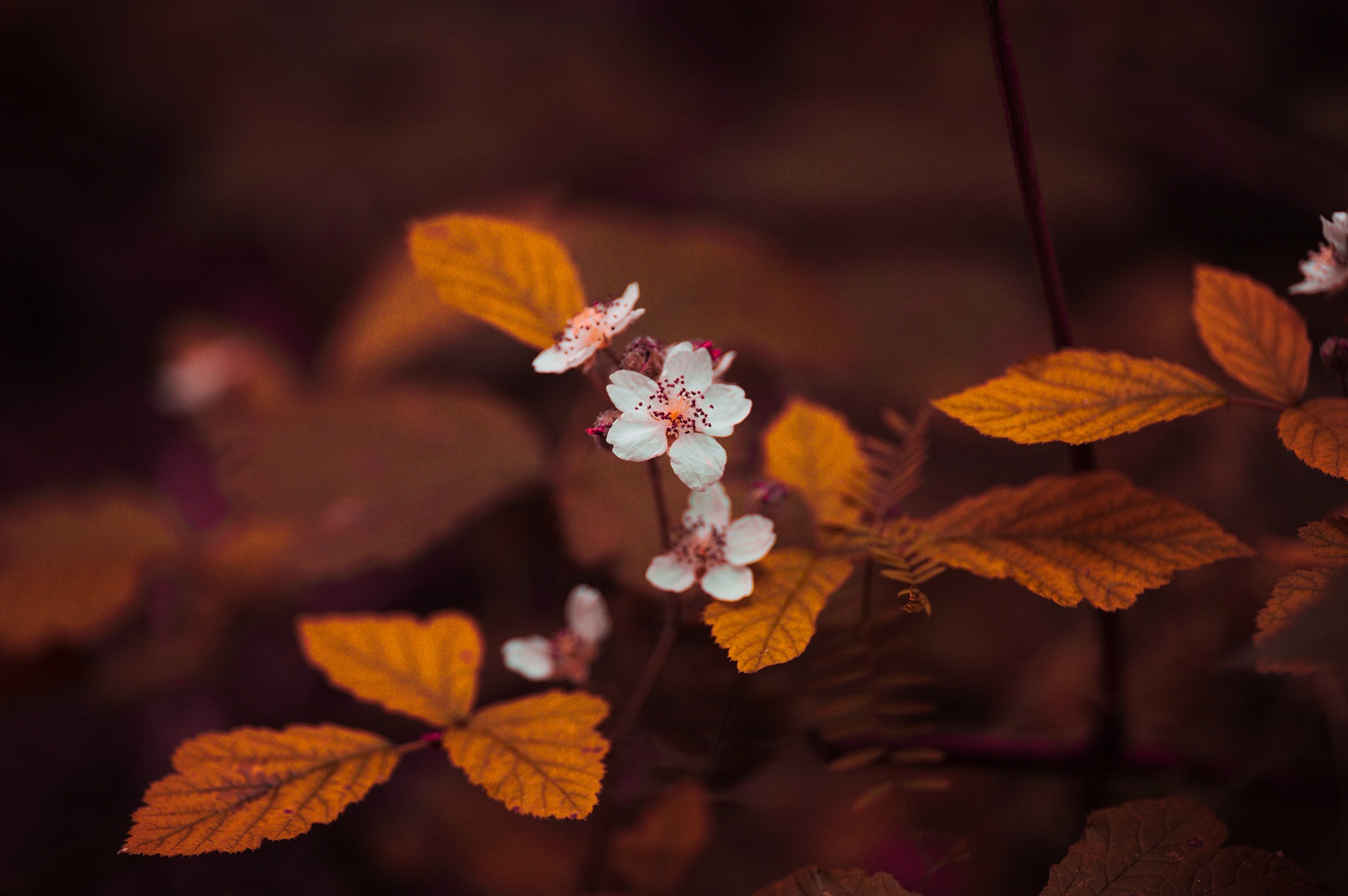 Canon EOS 5D sample photo. Img_2985-1.jpg photography