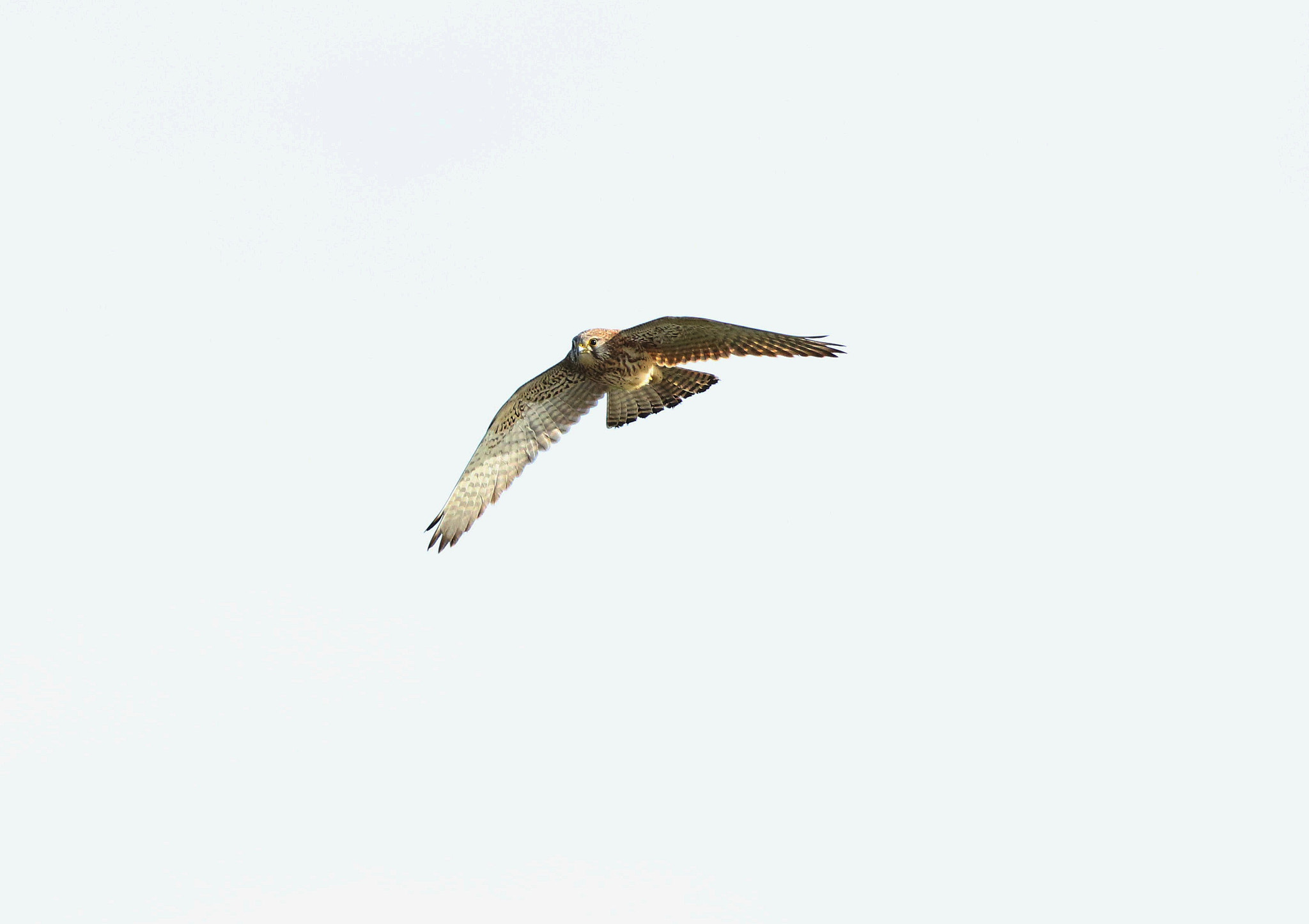 Canon EF 500mm F4L IS II USM sample photo. Ja photography