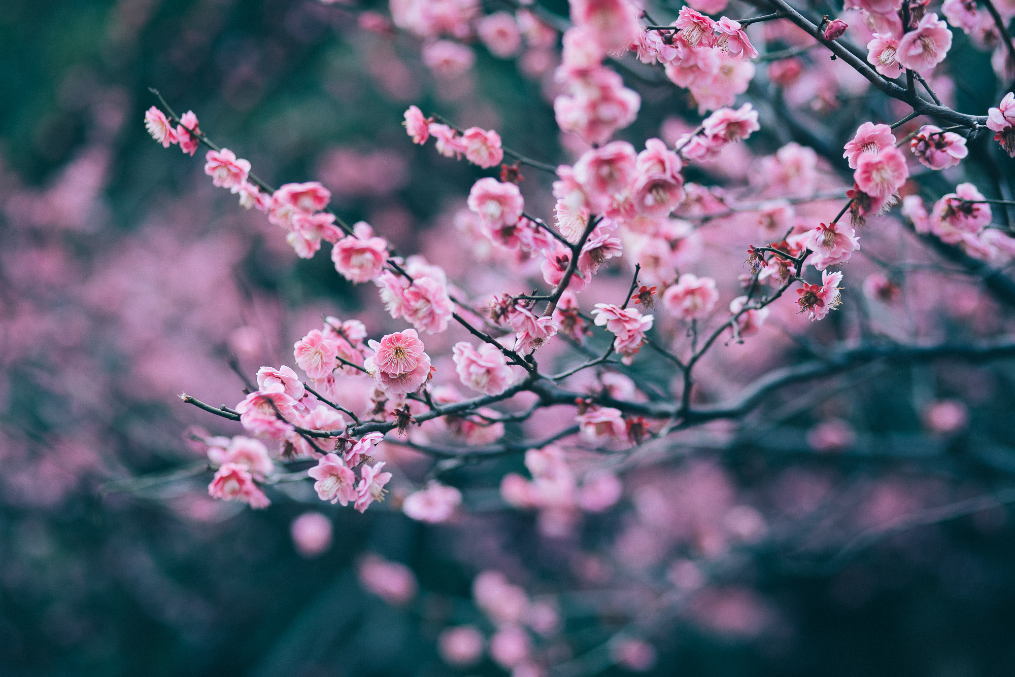 Sony a7R + Canon EF 85mm F1.8 USM sample photo. Wintersweet flower photography