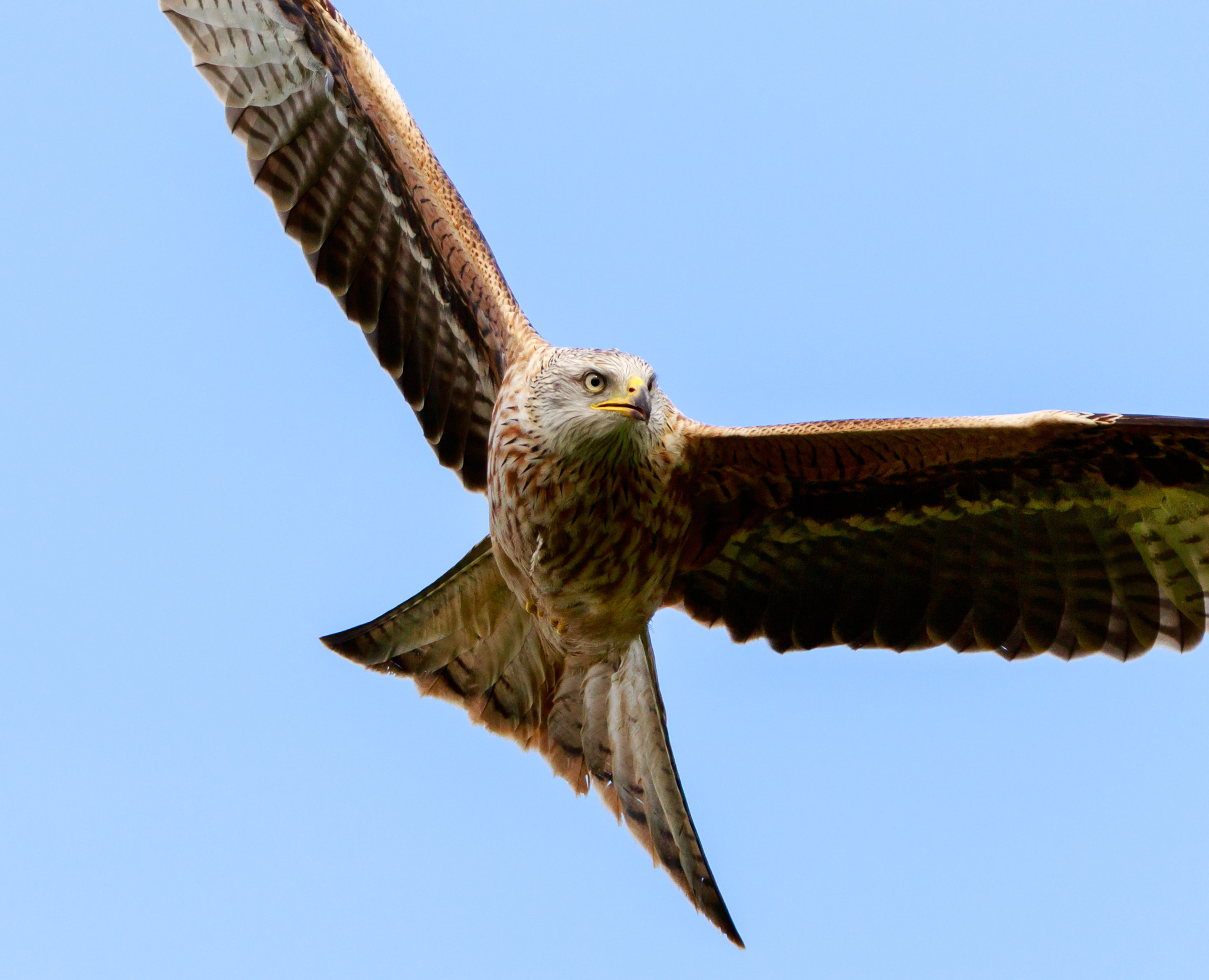 150-600mm F5-6.3 DG OS HSM | Contemporary 015 sample photo. Red kite photography