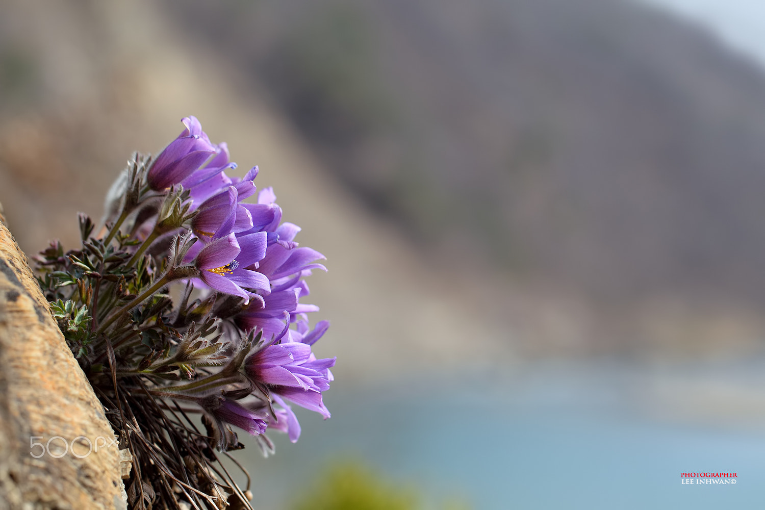Canon EOS-1D Mark IV sample photo. Just feel naure - pulsatilla tongkangensis photography