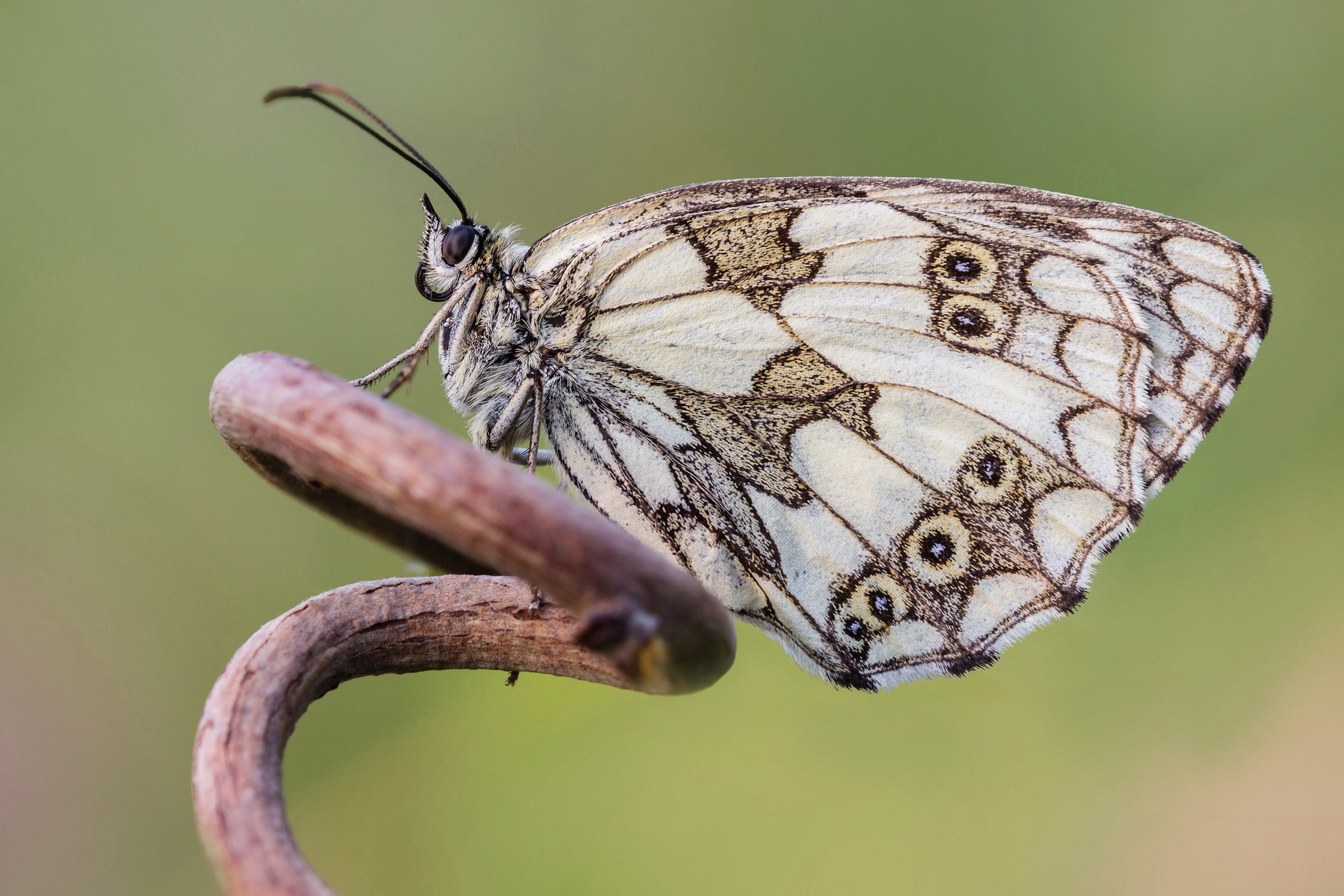 Tamron SP AF 180mm F3.5 Di LD (IF) Macro sample photo. Al volante photography