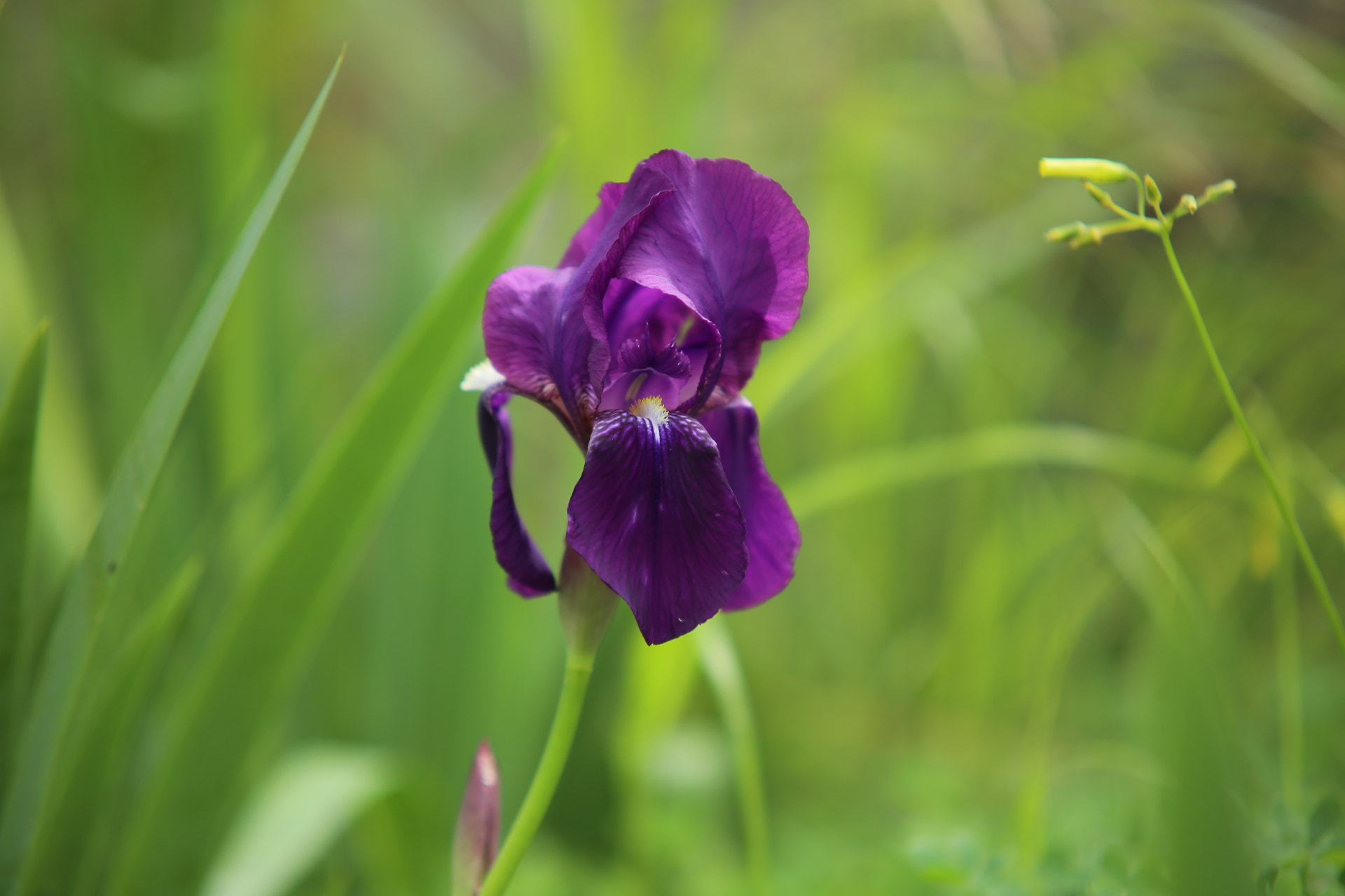 Sigma 70-200mm F2.8 EX DG OS HSM sample photo